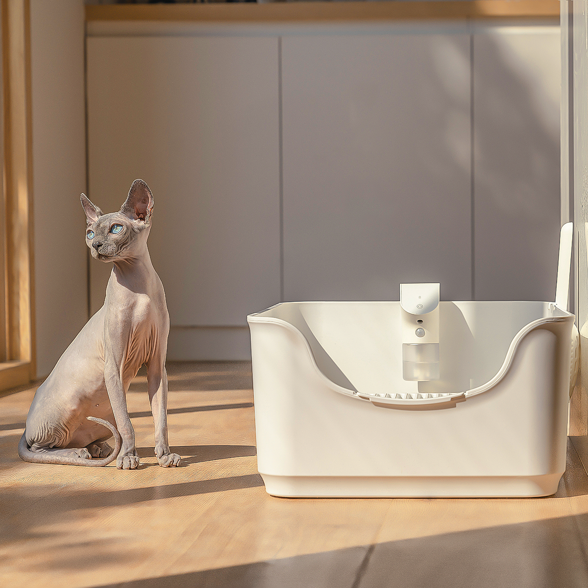 Sphynx cat near Cheerble Smart Deodorizer