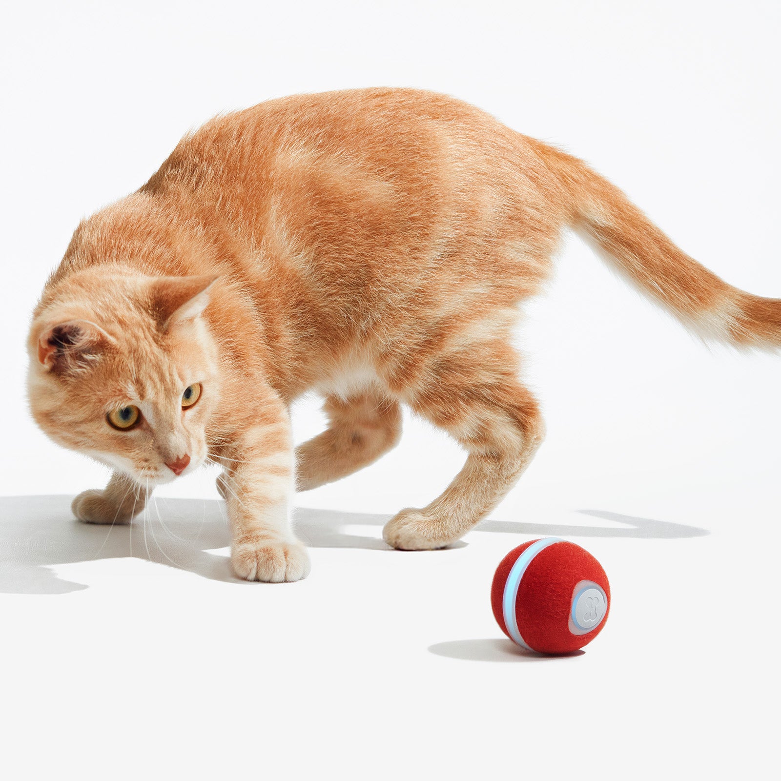 Cat playing with Cheerble Wicked Ball M3 interactive toy