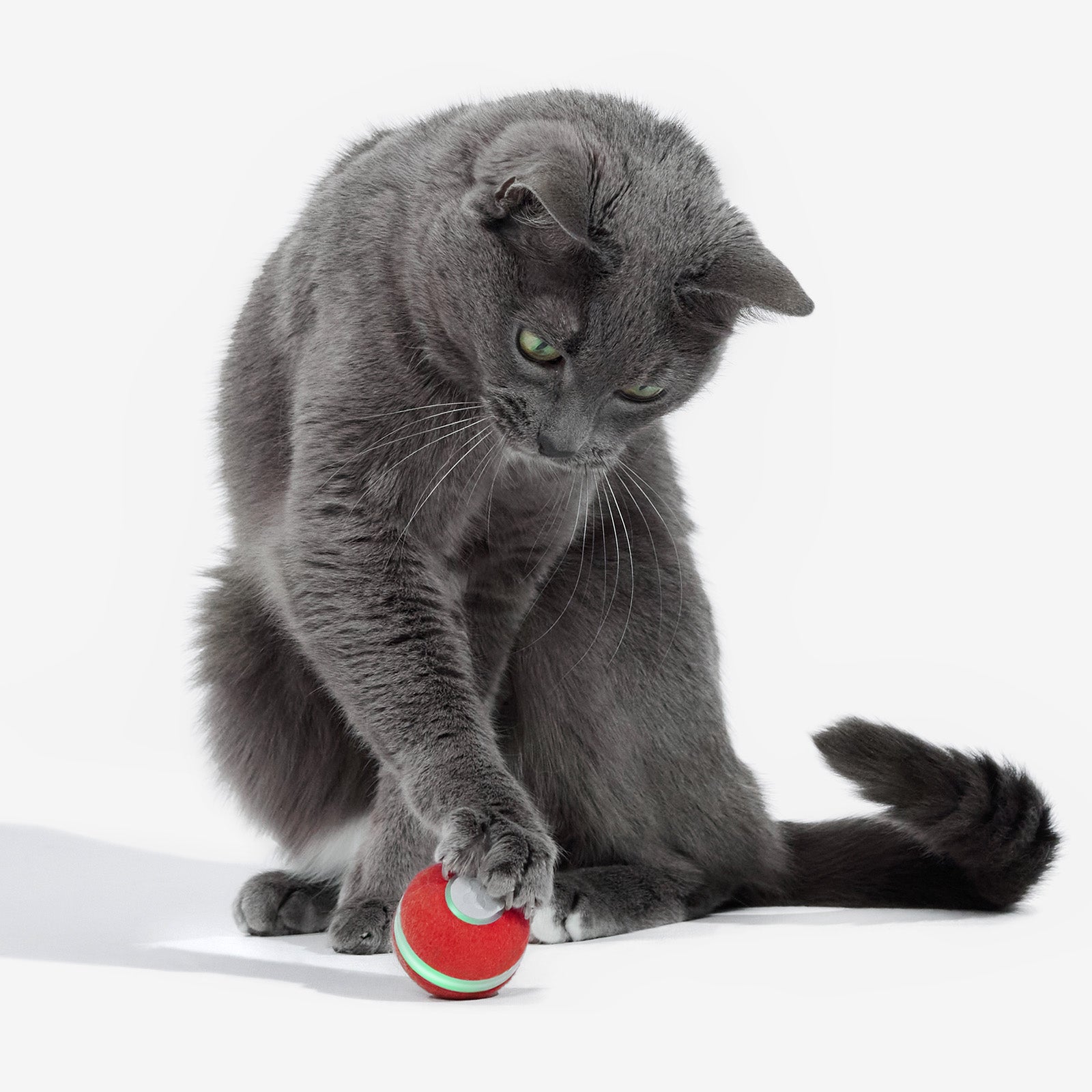 Cat playing with Cheerble Ball M1 interactive cat toy