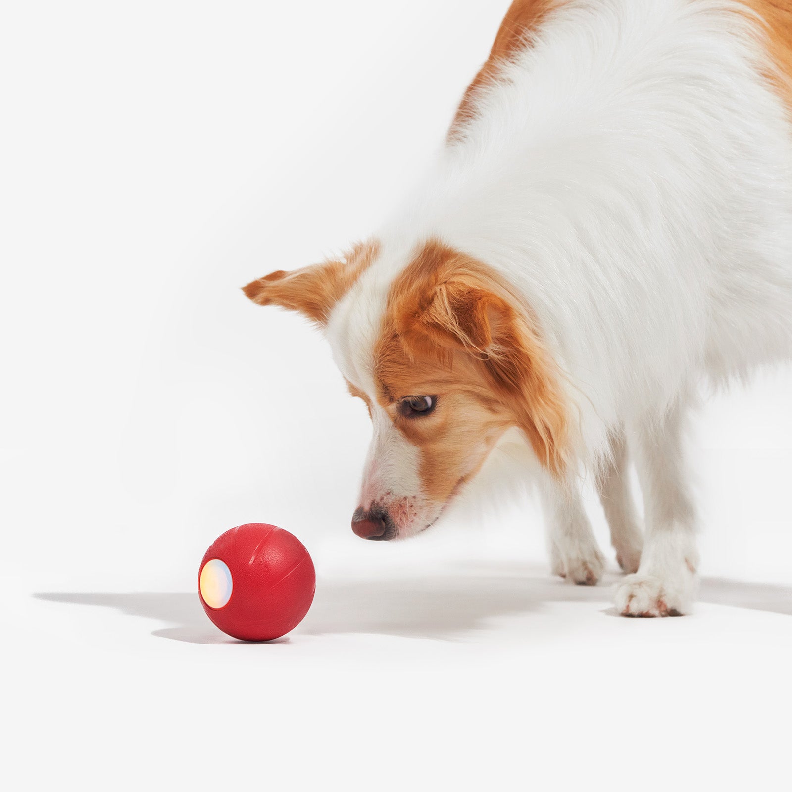 Dog curious about the Wicked Ball PE interactive toy
