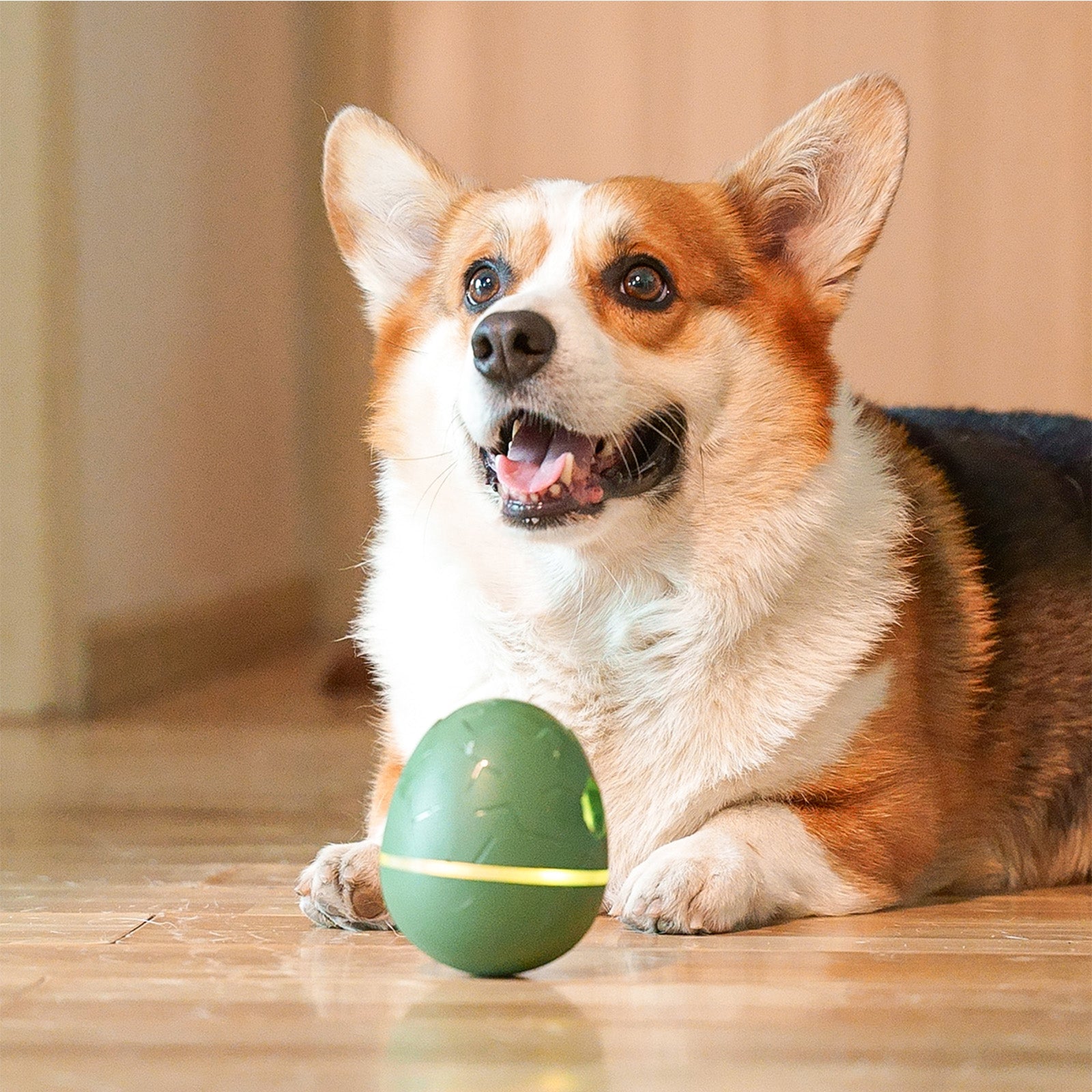 Happy Corgi dog with Wicked Egg interactive pet toy