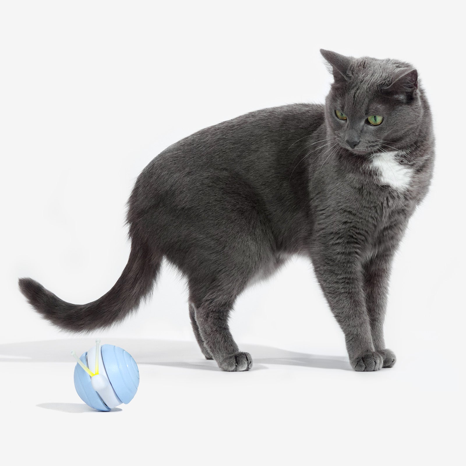 Cat beside Wicked Snail interactive cat toy