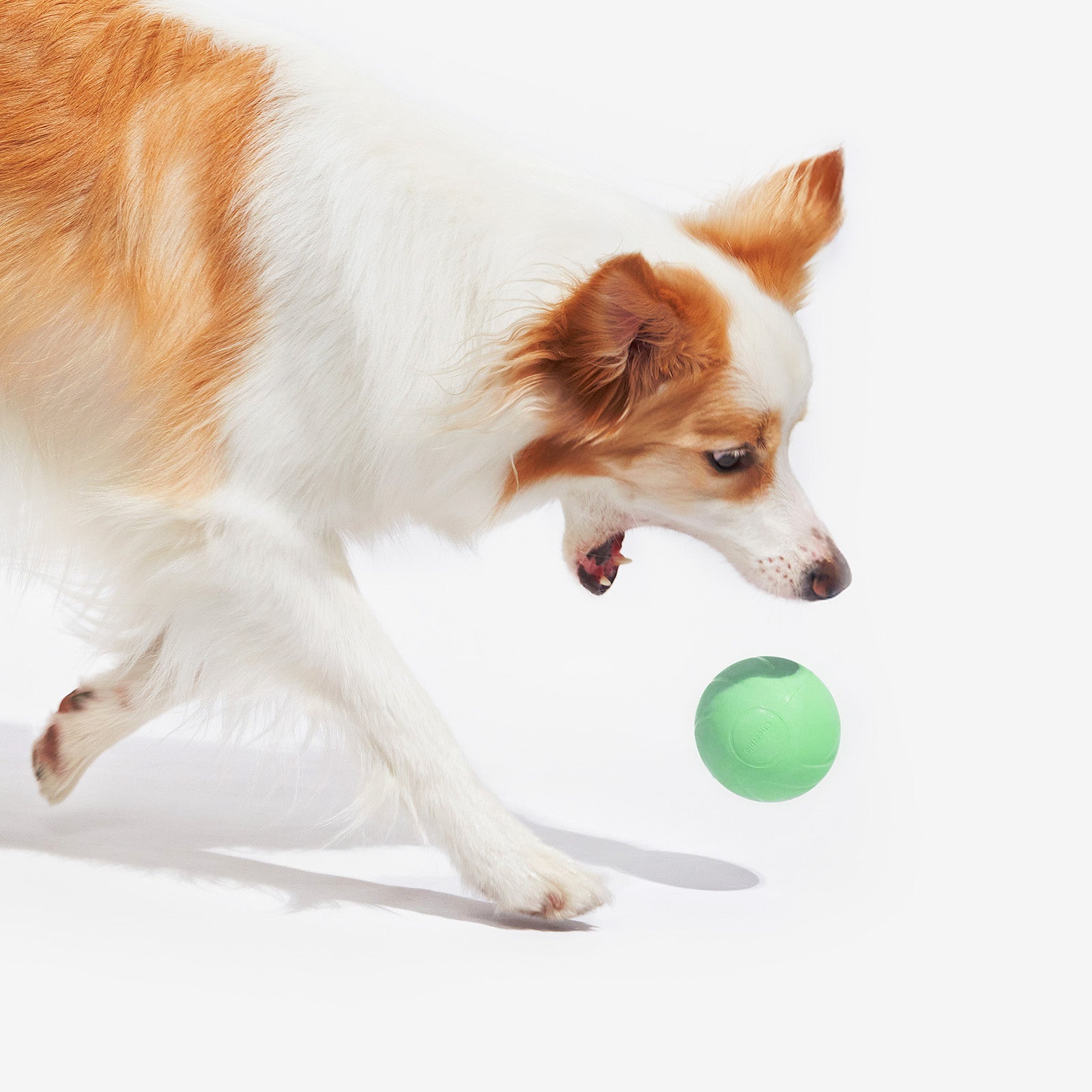 Dog playing with green Wicked Ball PE smart toy