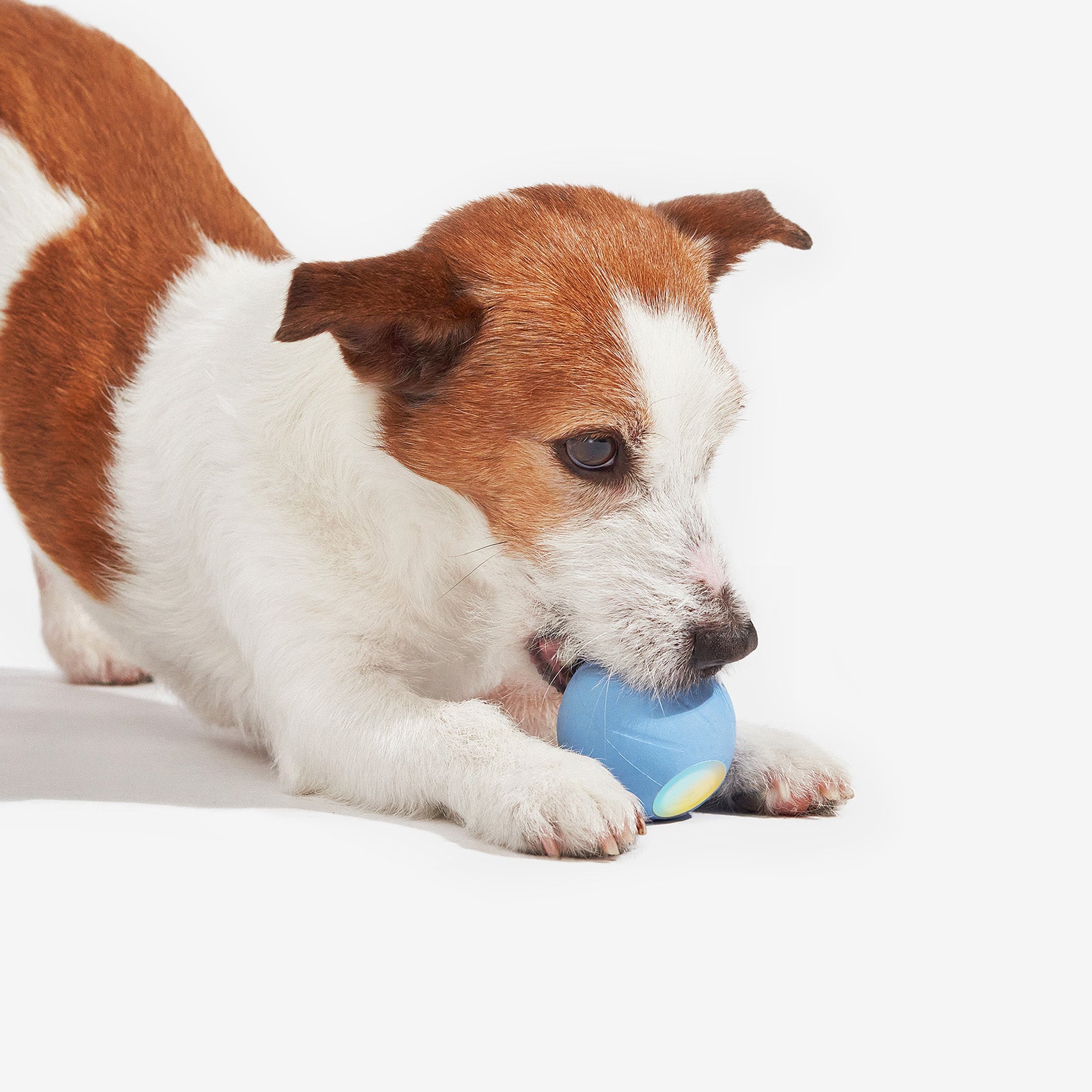 Dog playing with Wicked Ball SE smart interactive toy