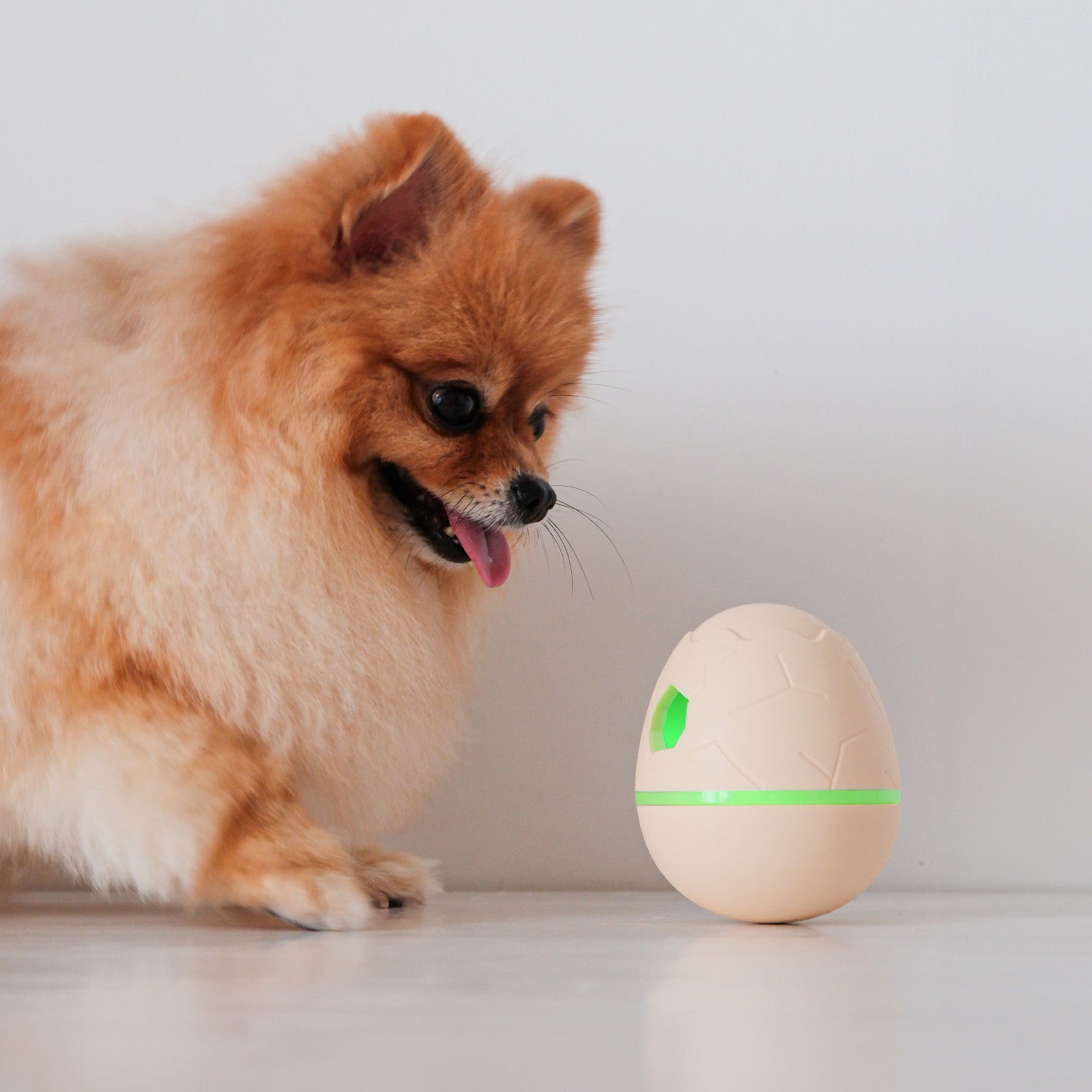 Pomeranian dog with Wicked Egg treat dispenser