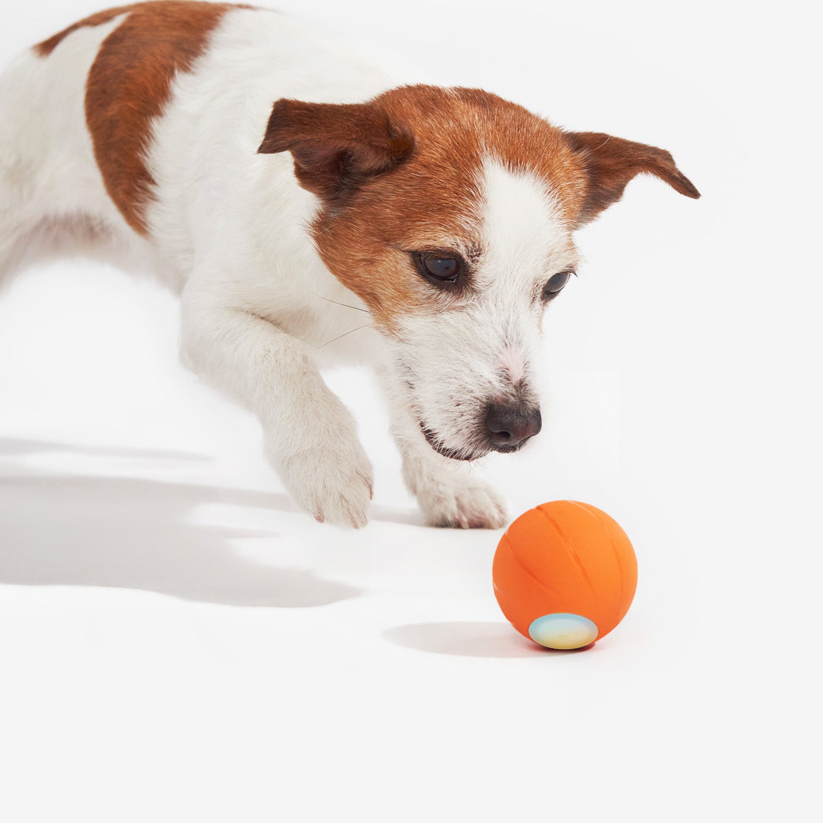 Dog playing with Wicked Ball SE smart toy for small breeds