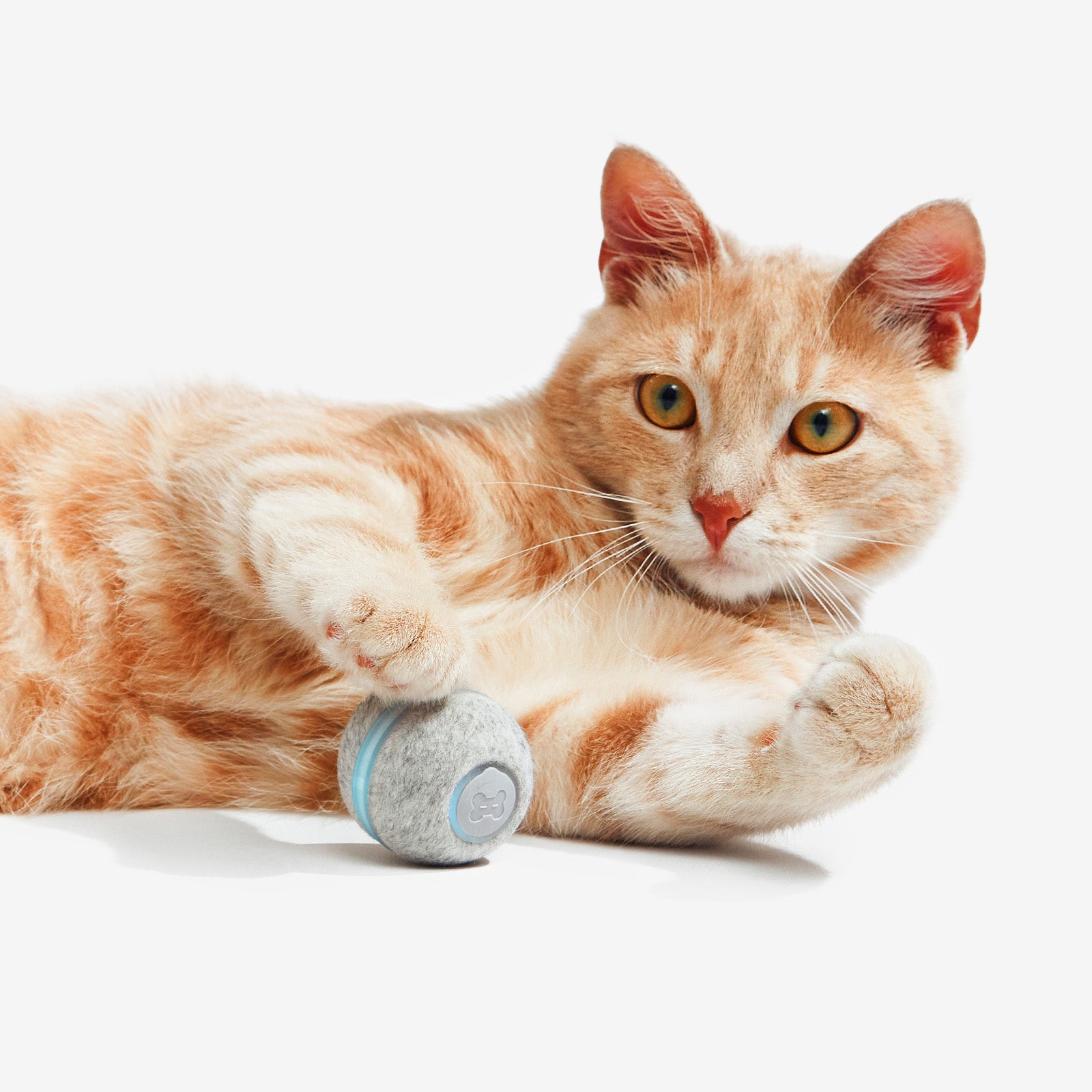Cat playing with Cheerble Ball M1 interactive toy