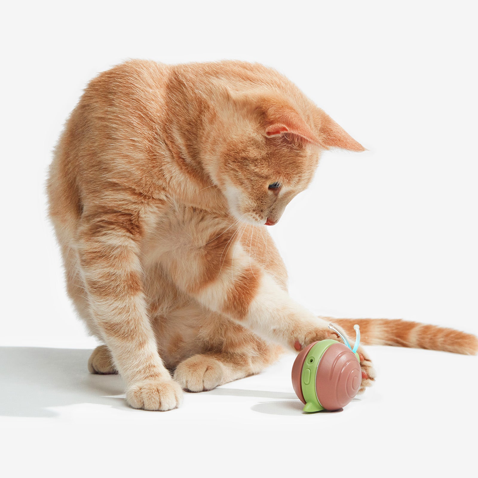 Cat playing with Wicked Snail interactive toy