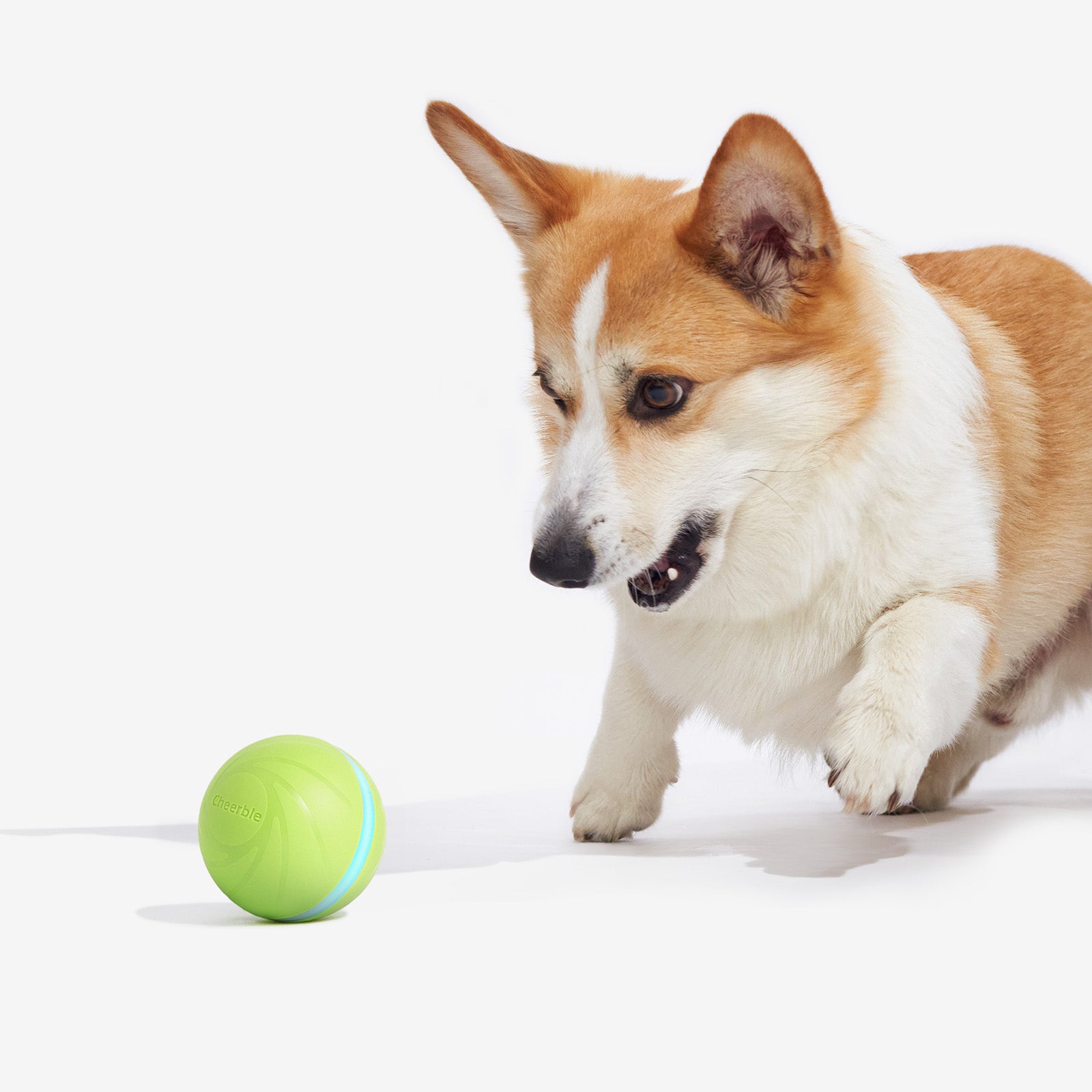 Corgi dog playing with Wicked Ball interactive toy