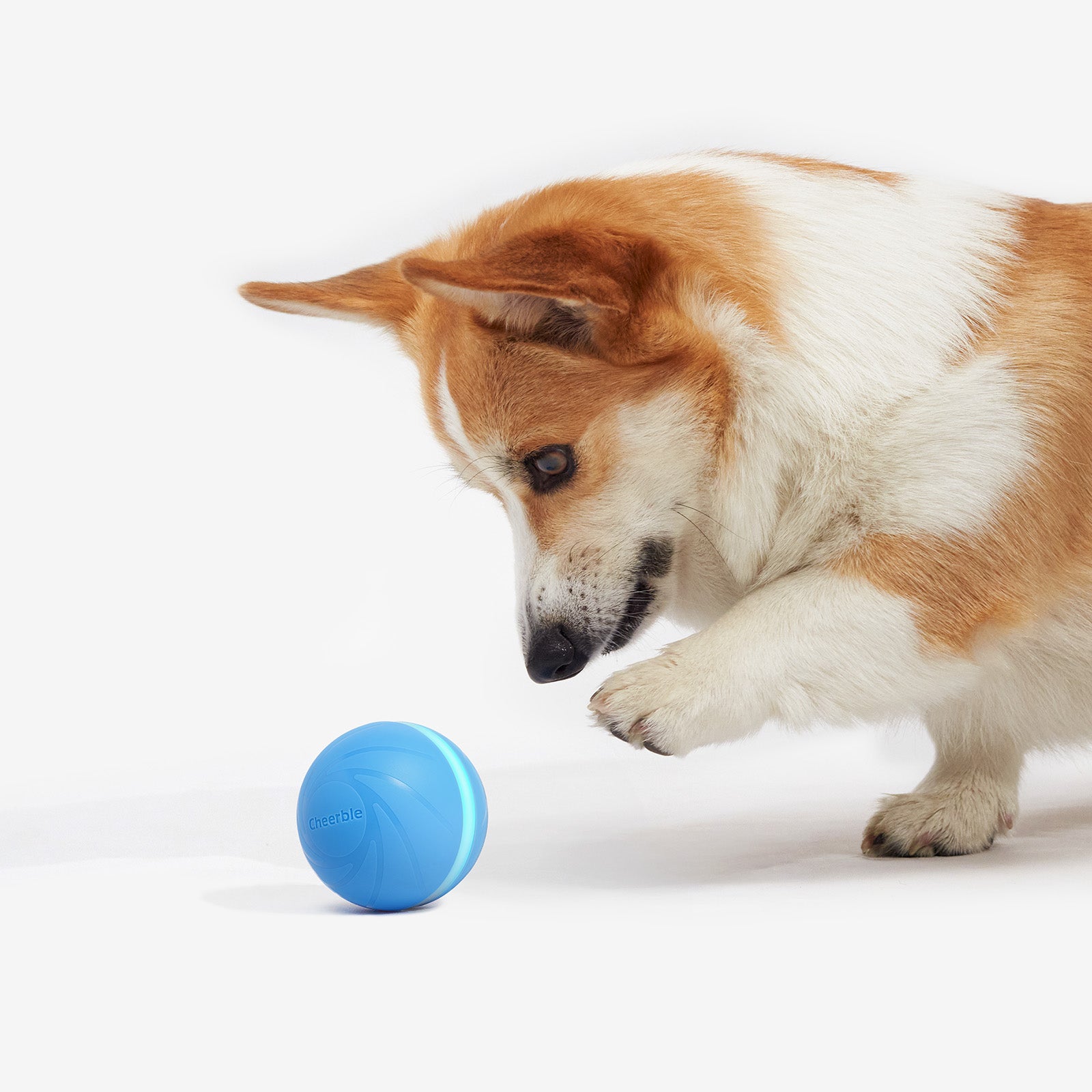 Corgi dog playing with Cheerble Wicked Ball interactive toy
