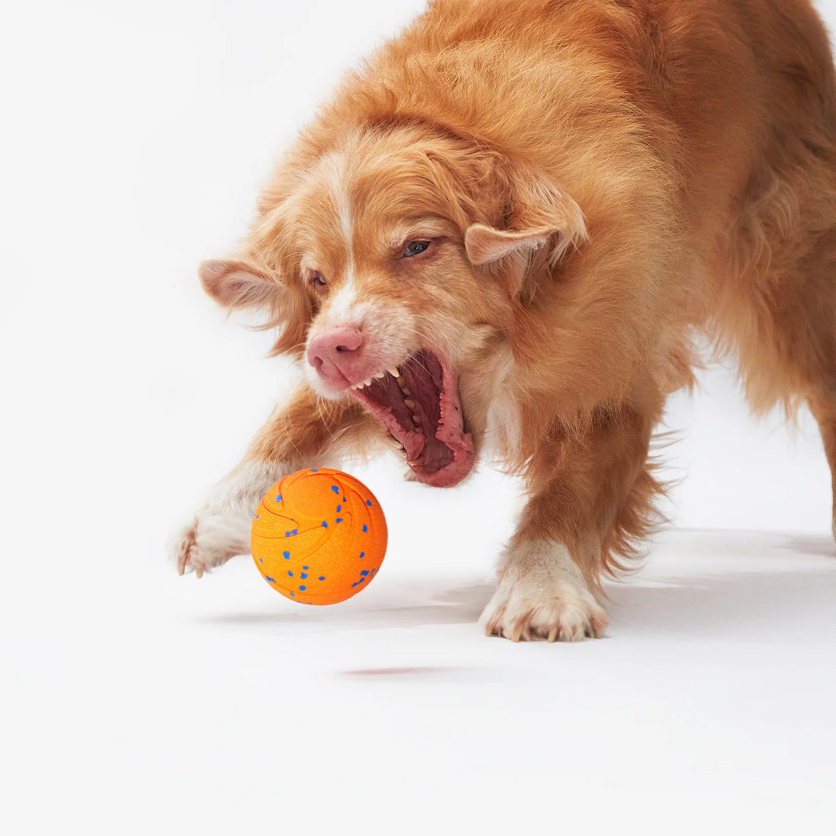 Dog playing with Cheerble Wicked Ball Air, excited #Color_Bright Orange