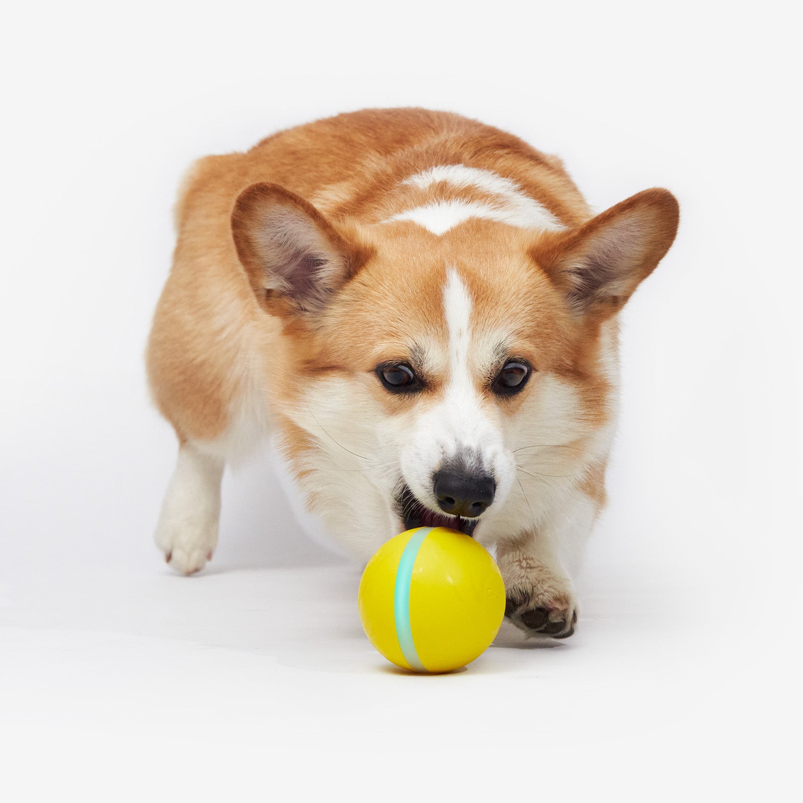 Corgi dog playing with yellow Wicked Ball