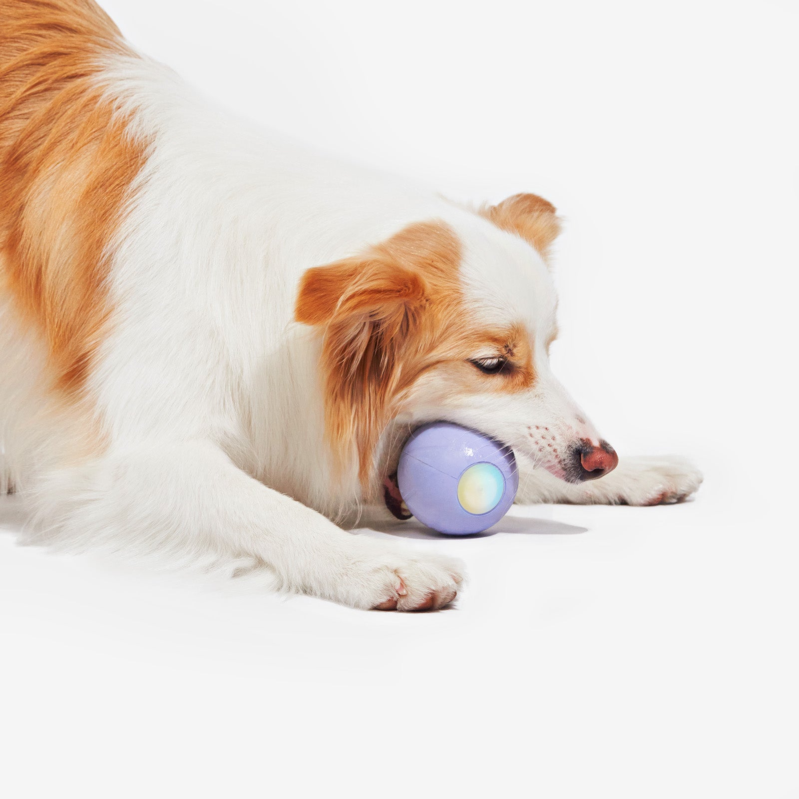 Dog playing with Wicked Ball PE interactive toy