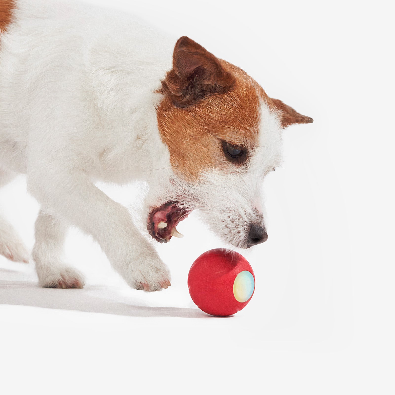 Dog playing with Wicked Ball SE smart toy