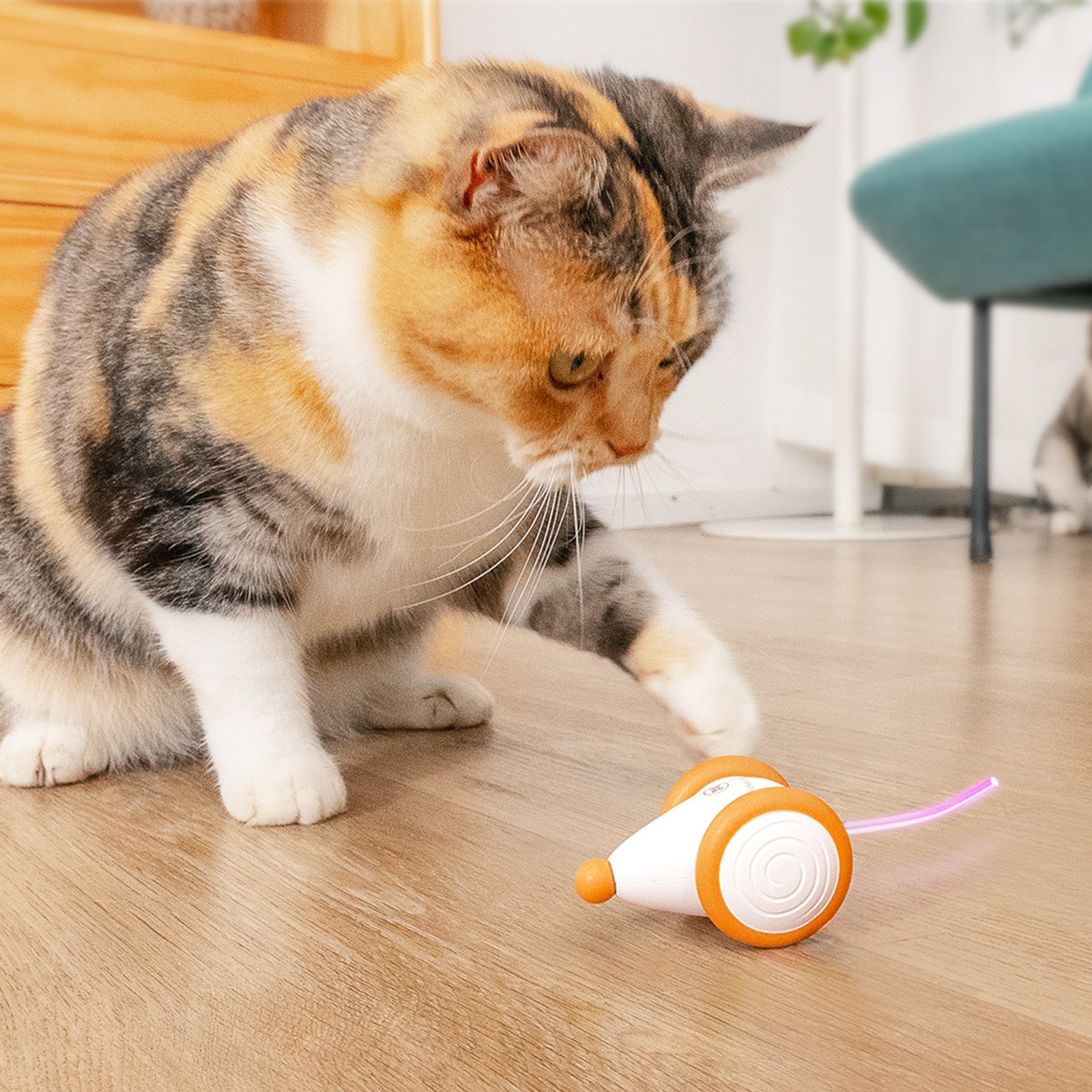 Cat playing with Wicked Mouse interactive toy