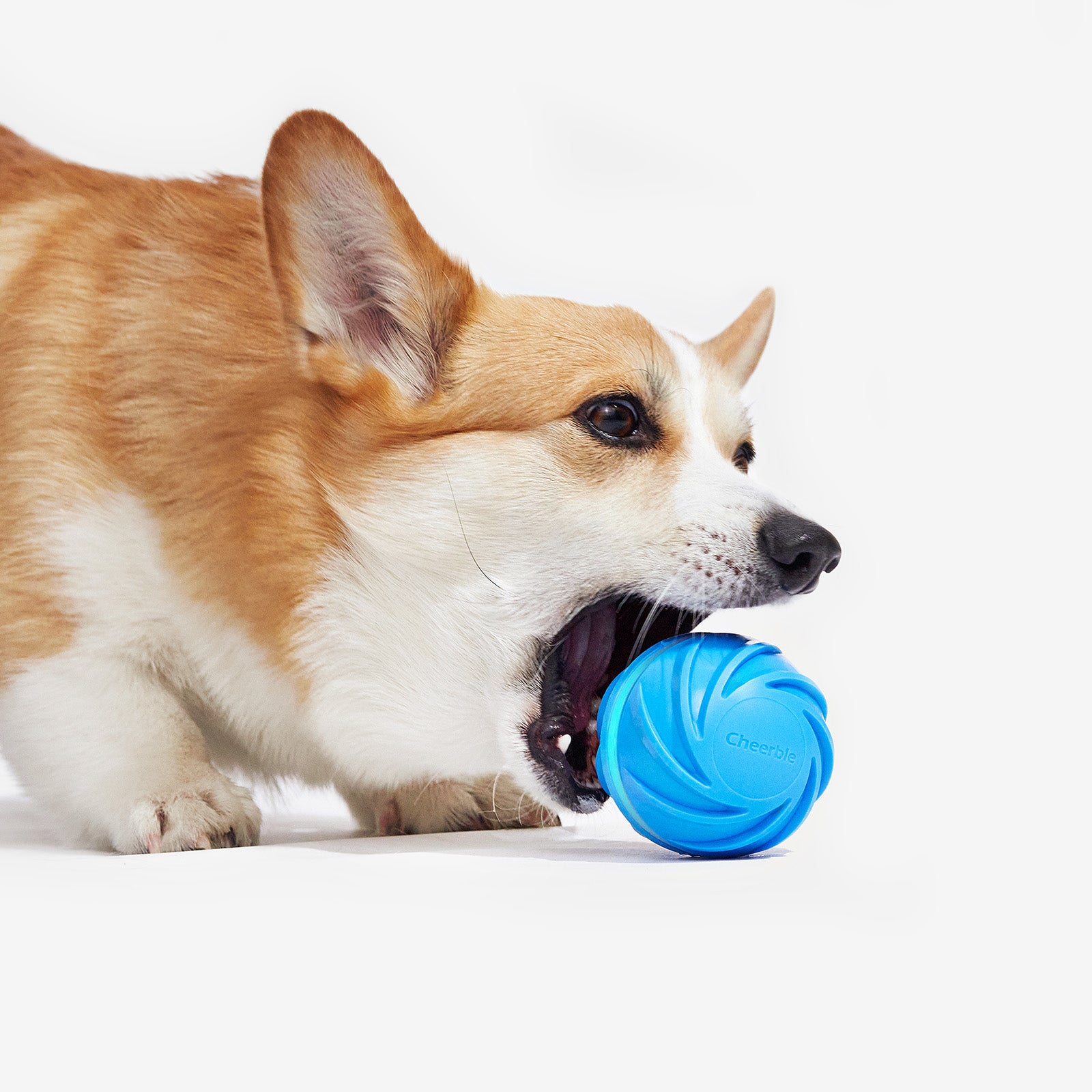 Corgi dog playing with blue Wicked Ball interactive toy