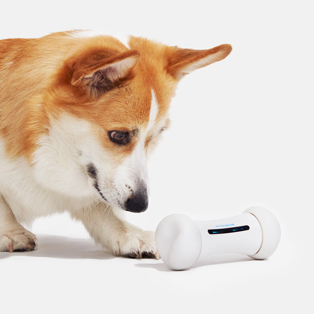 Corgi dog and Wickedbone smart toy