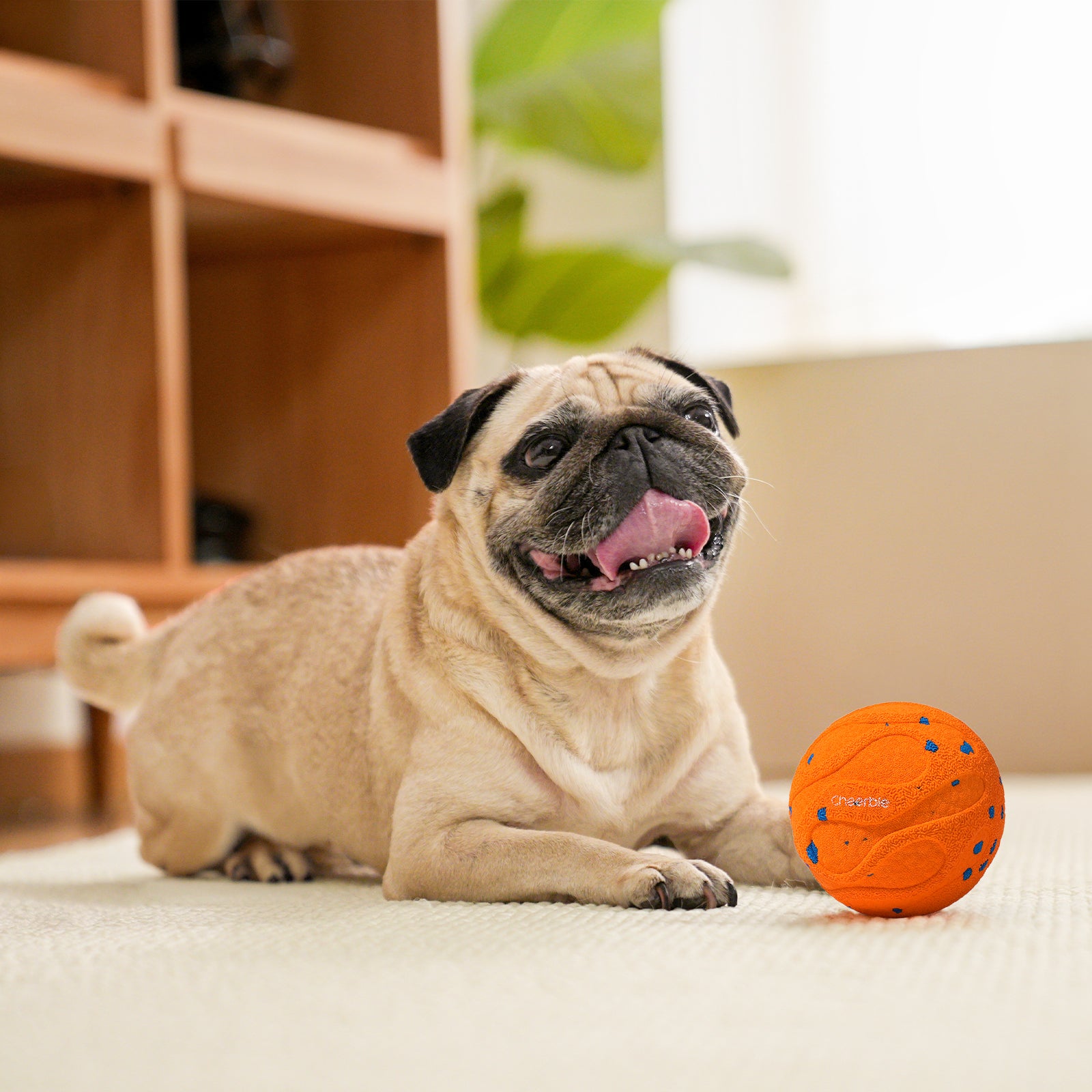 #Color_Bright Orange