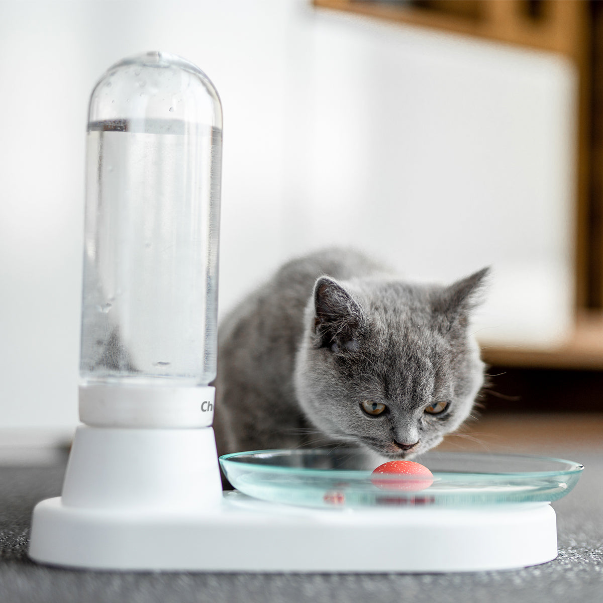 Cat drinking from KittySpring Combo water fountain