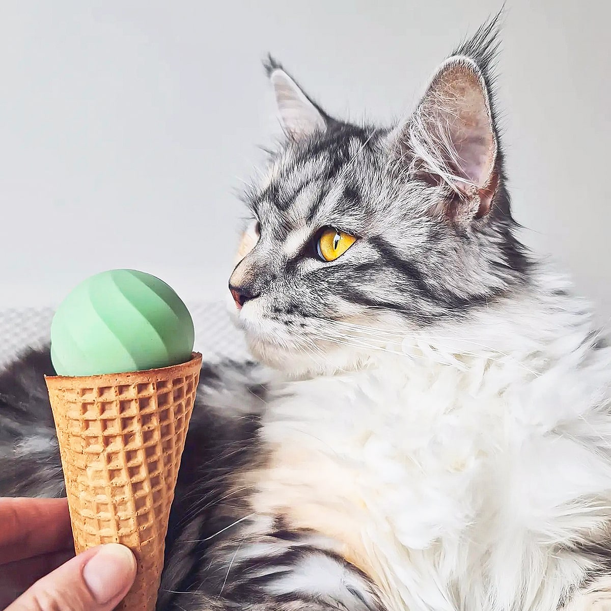 Cat looking at green ice cream ball toy