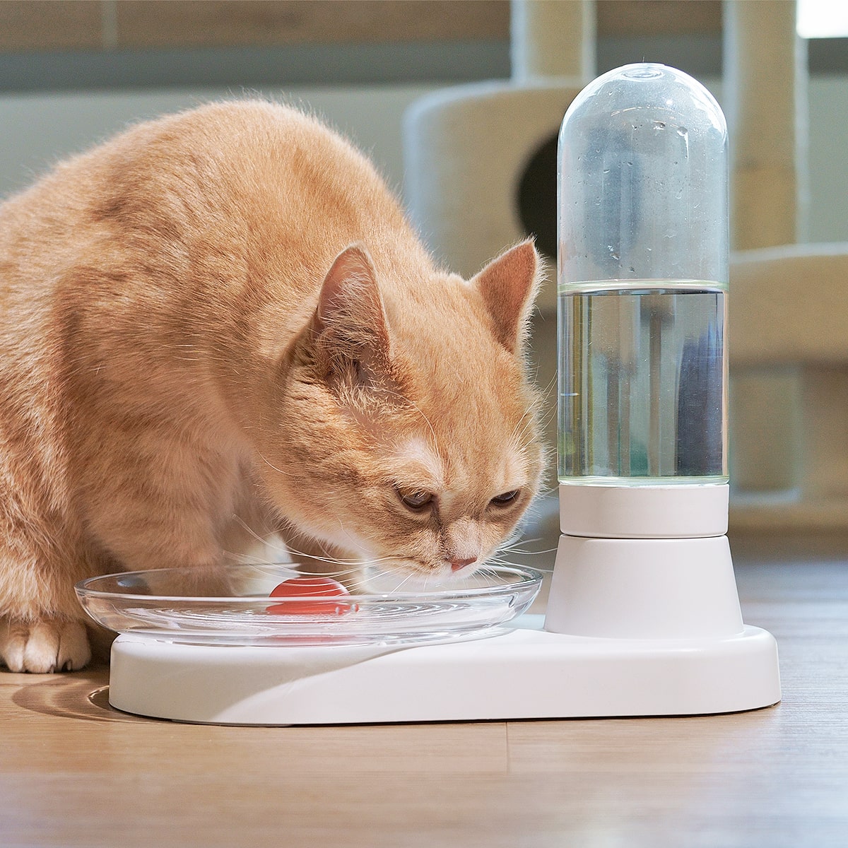 Cat drinking from KittySpring non-electric water fountain