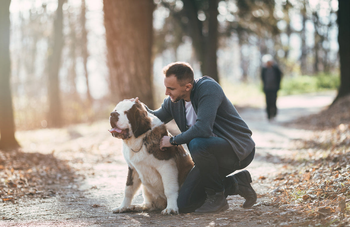 犬や猫を飼うことの10のメリット, image size:1200x780