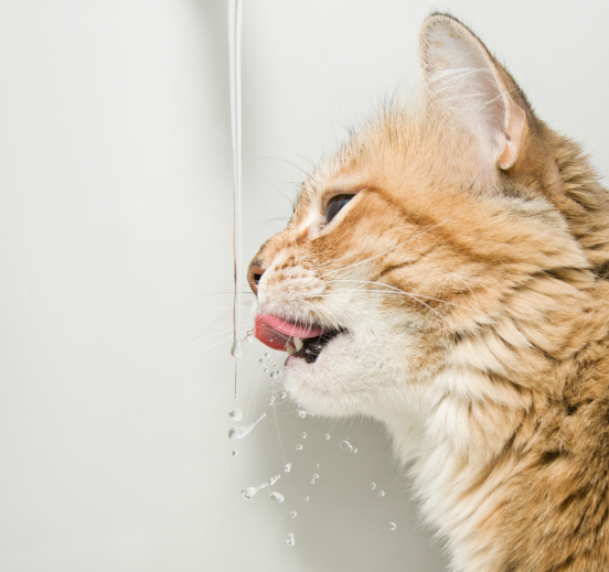 Close-up of a ginger cat lapping water from a thin stream, with water droplets splashing
