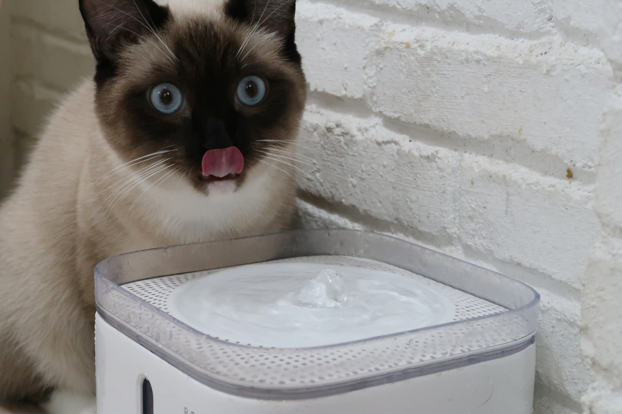 A Siamese cat is drinking water from a water dispenser