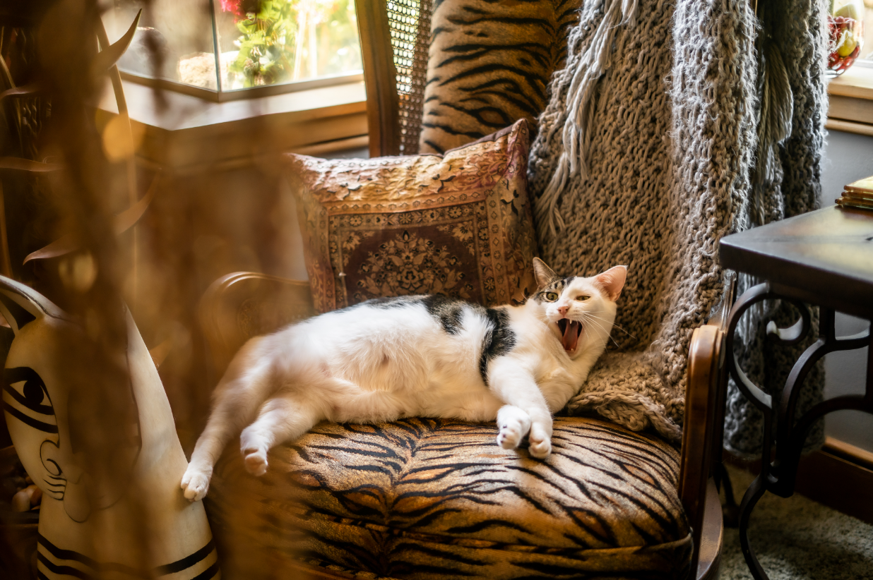 A cow cat is lying on a chair