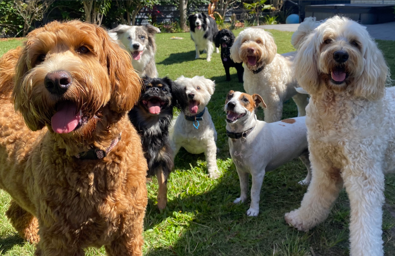 A group of cute dogs on the grass