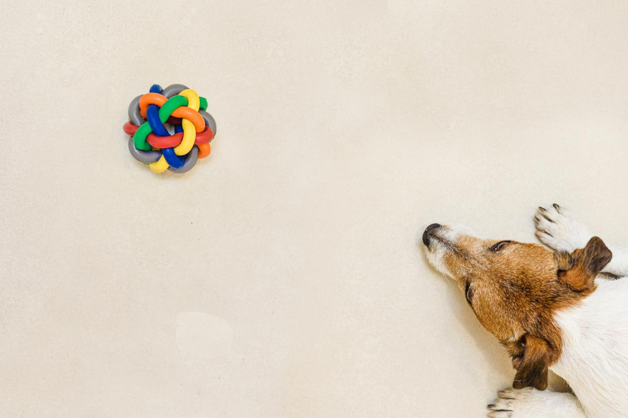 A yellow dog lying on the floor staring at a colorful ball
