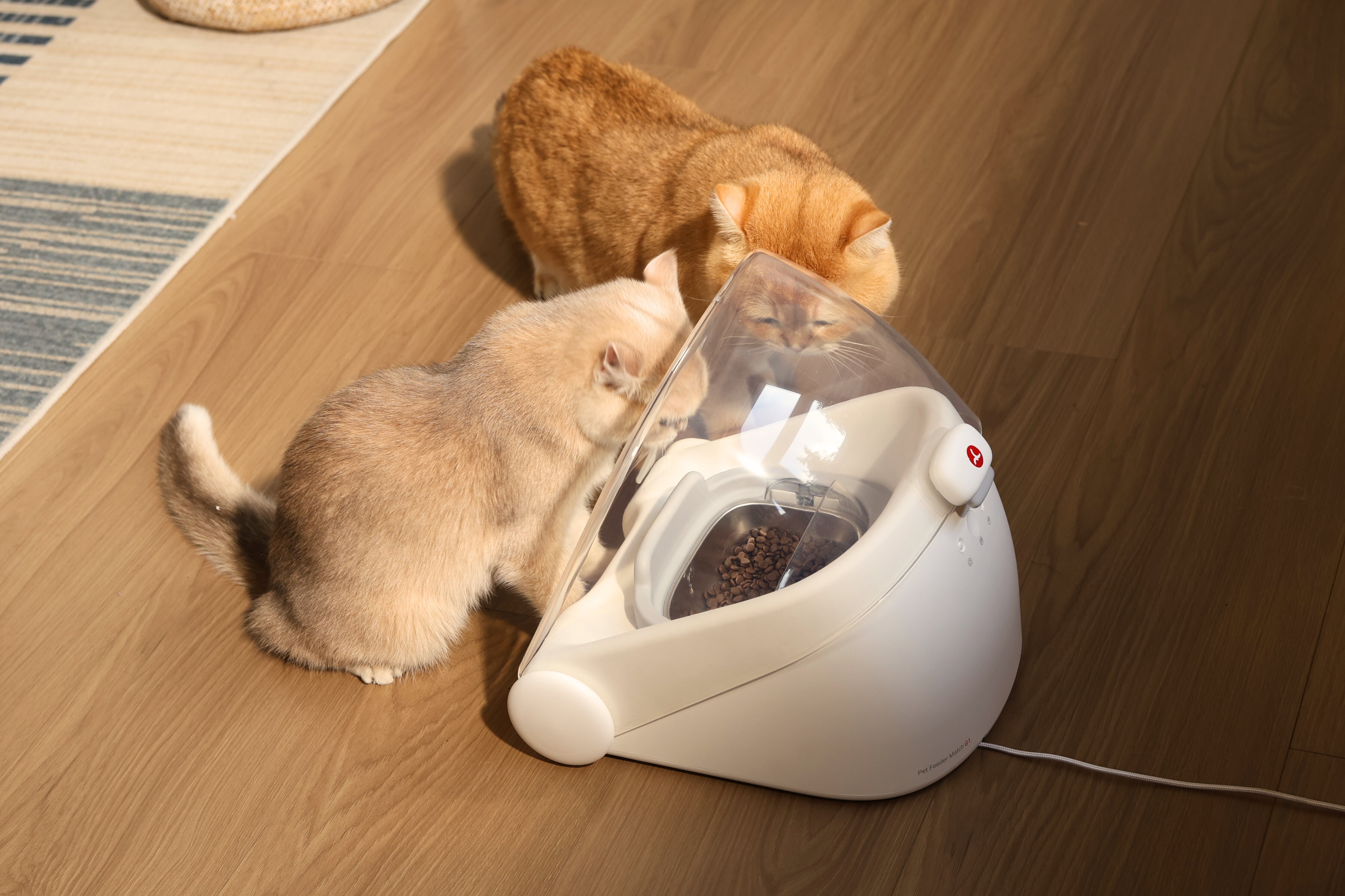 Ending Food Theft with Automatic Cat Feeder Multi-Cat Facial Recognition