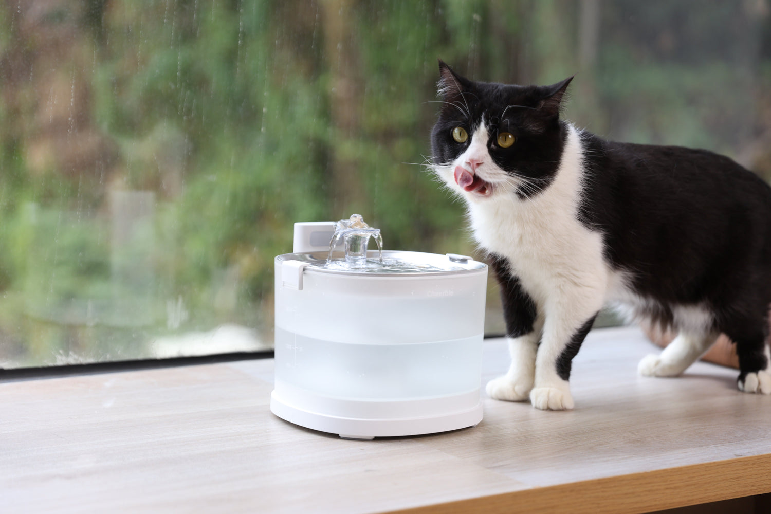 Black-and-white cat beside a Cheerble pet water fountain