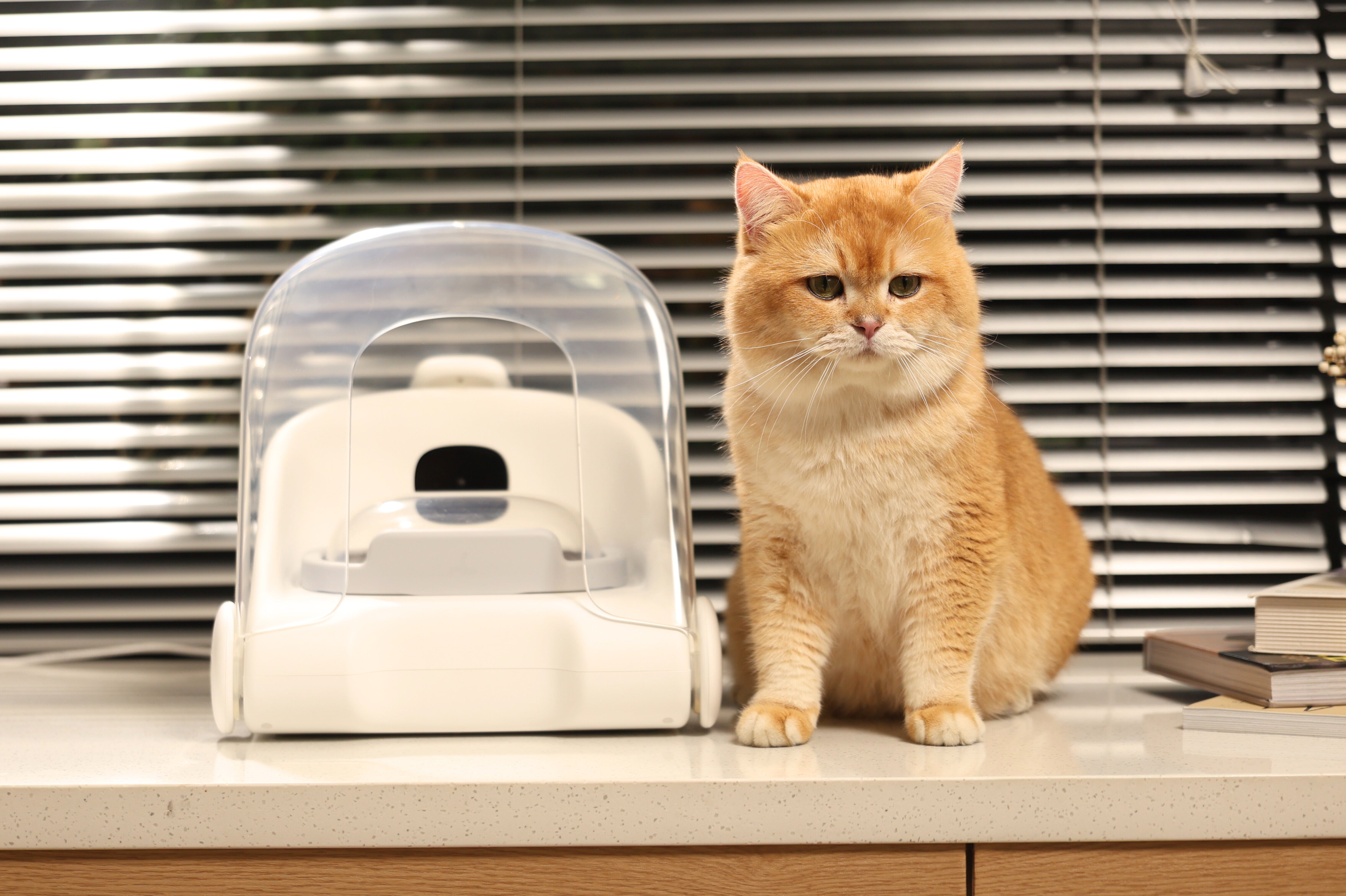 2026 AI Feeder Guide: Why Your Multi-Cat Home Needs Face ID