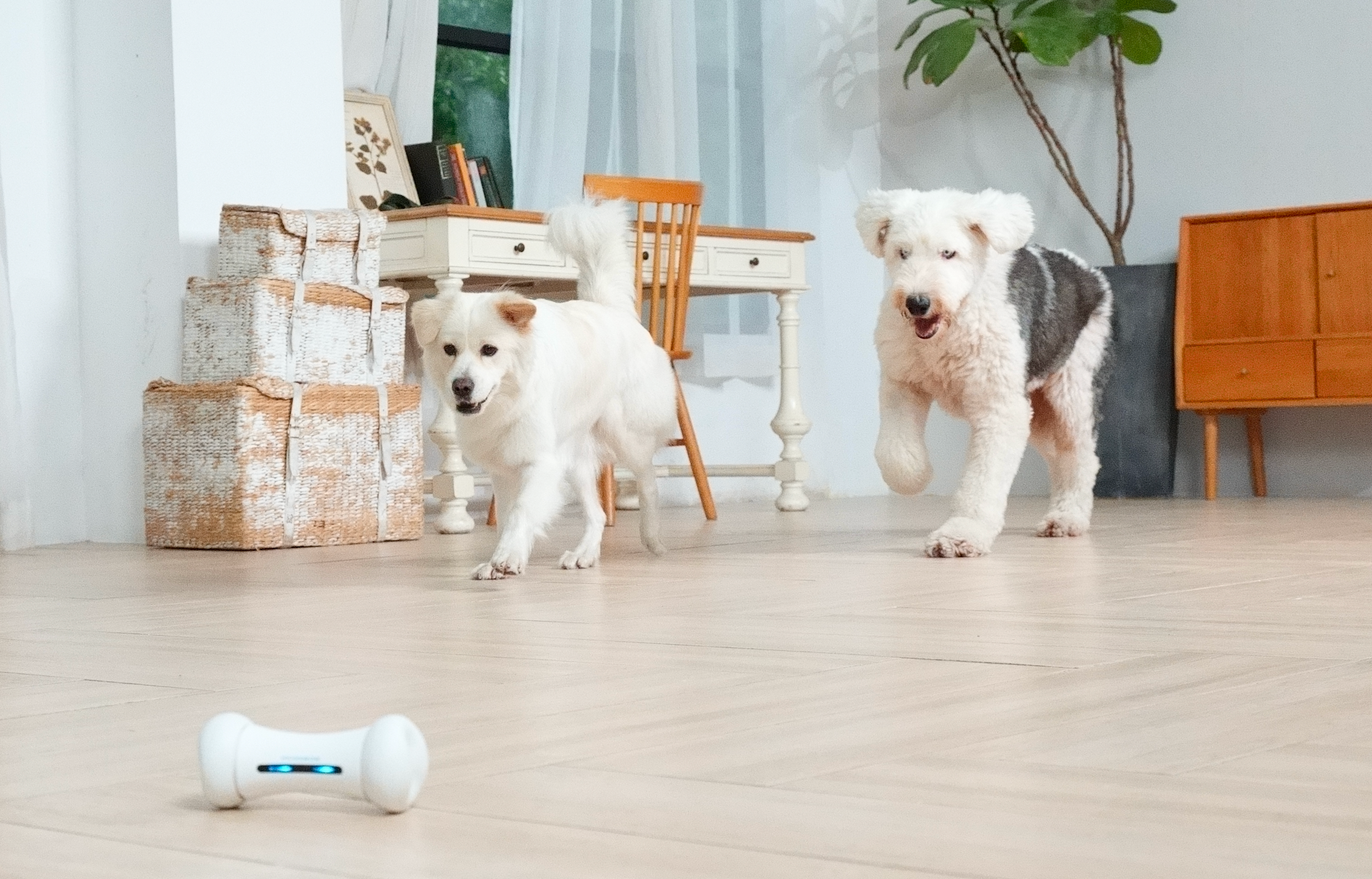 Two dogs approaching a smart interactive bone toy indoors
