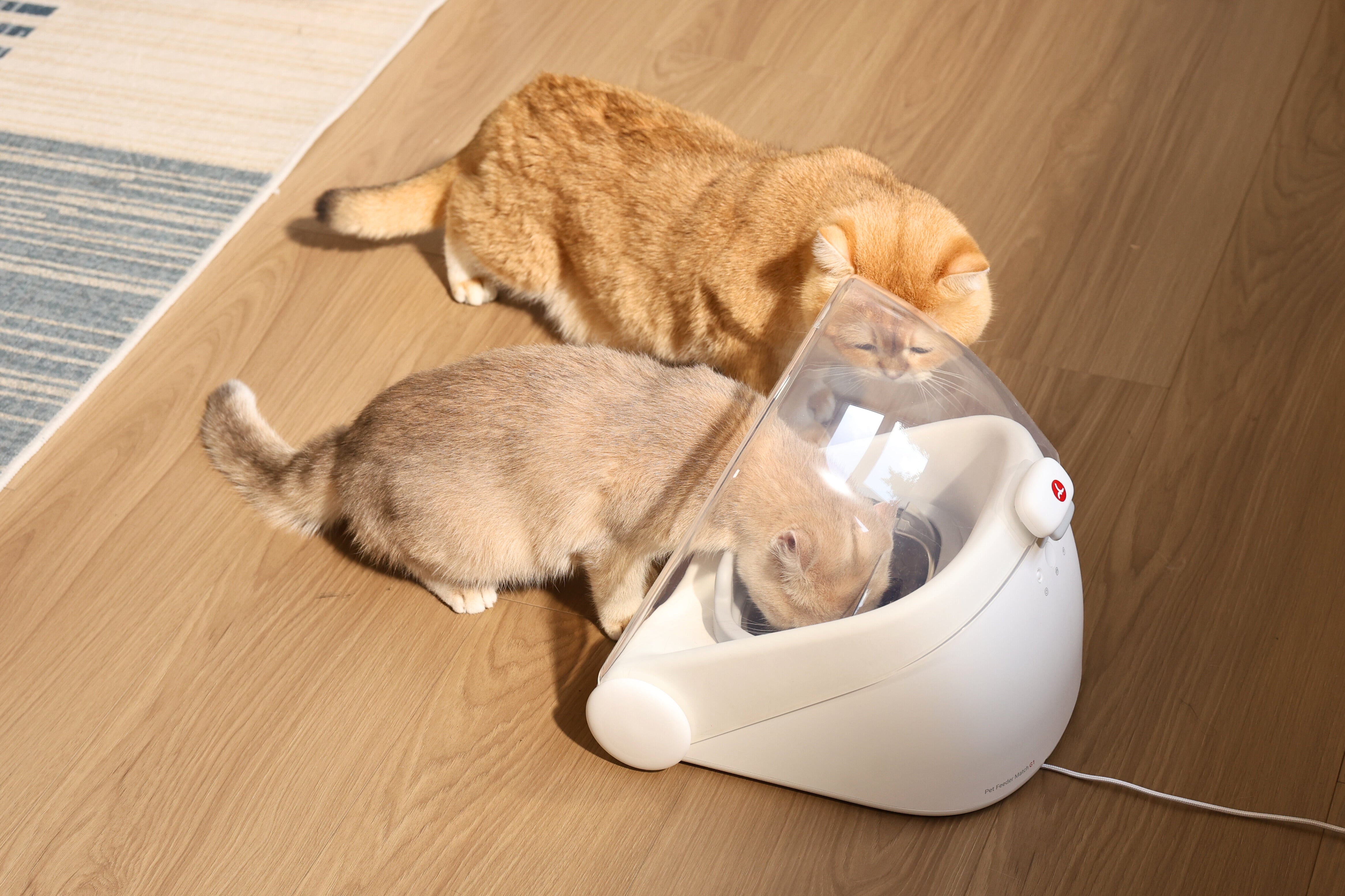 猫用品 Microchip フィーダー 給餌器 盗み食い防止