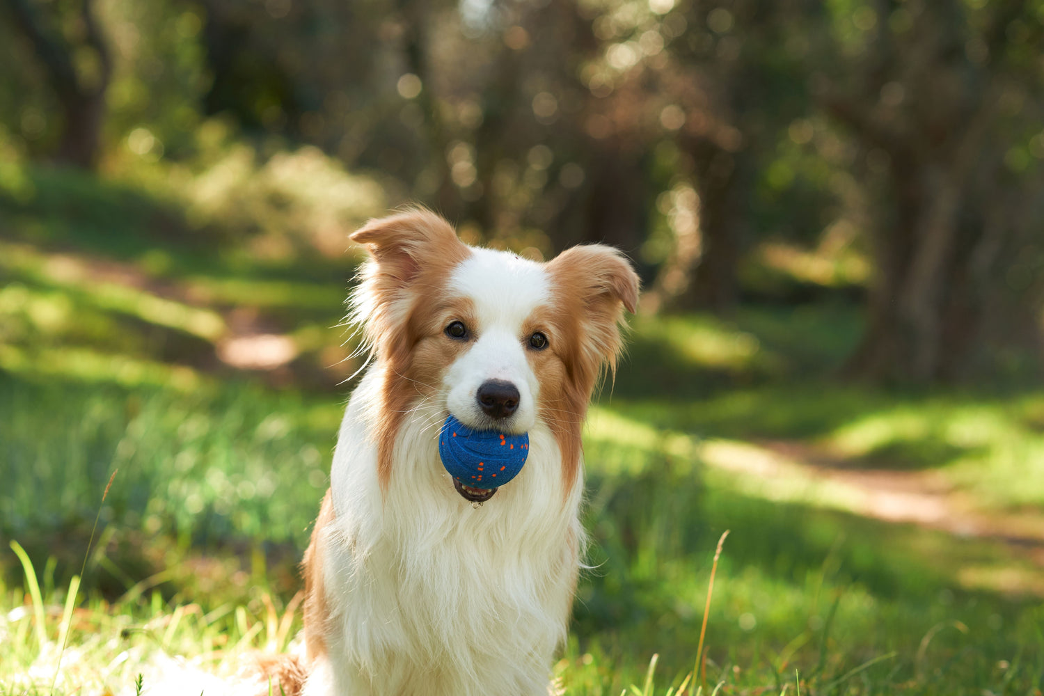 Using Cheerble Wicked Ball Air can help release the energy of dogs.