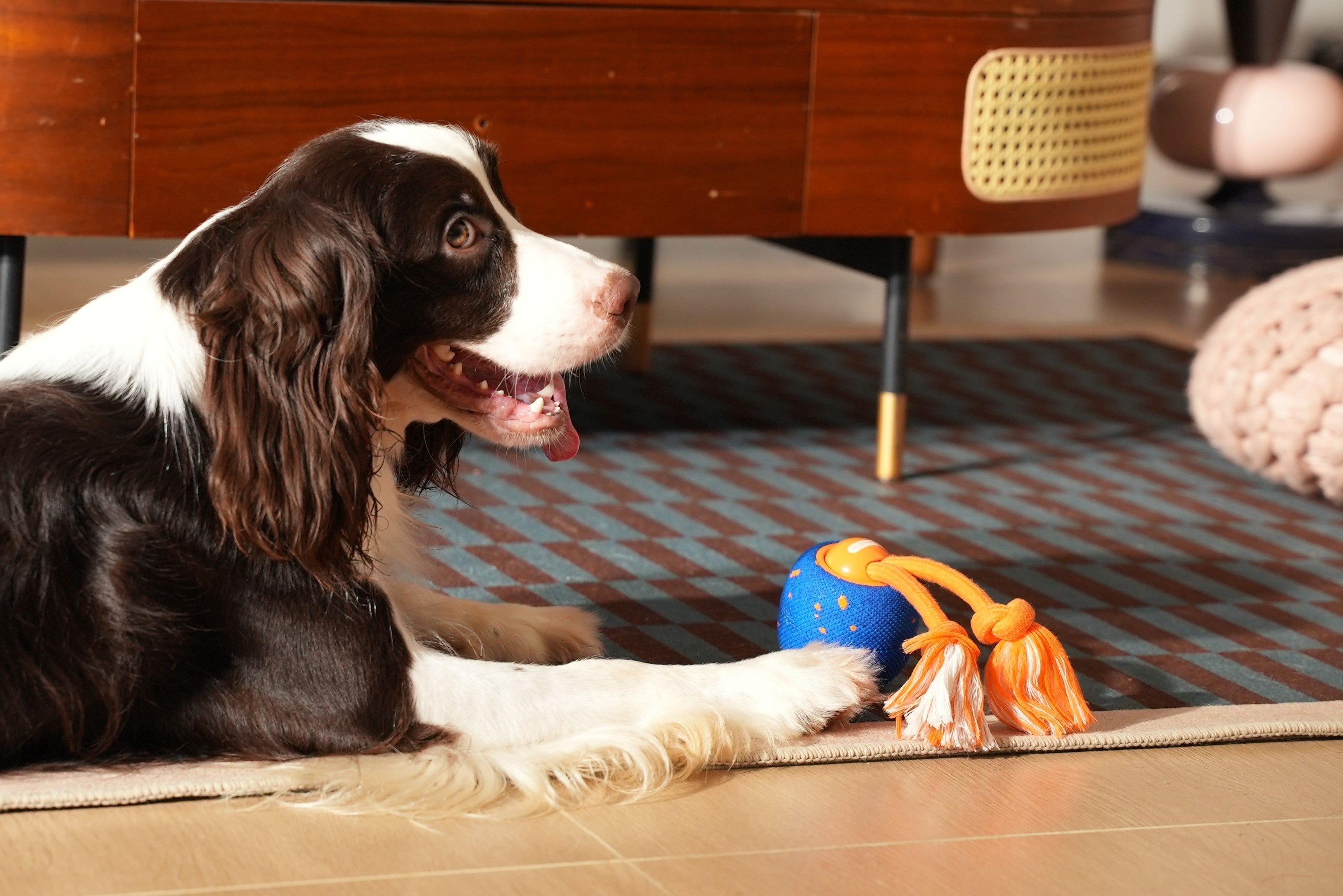Motion Activated Dog Toys: The Secret to Keeping High Energy Dogs Busy