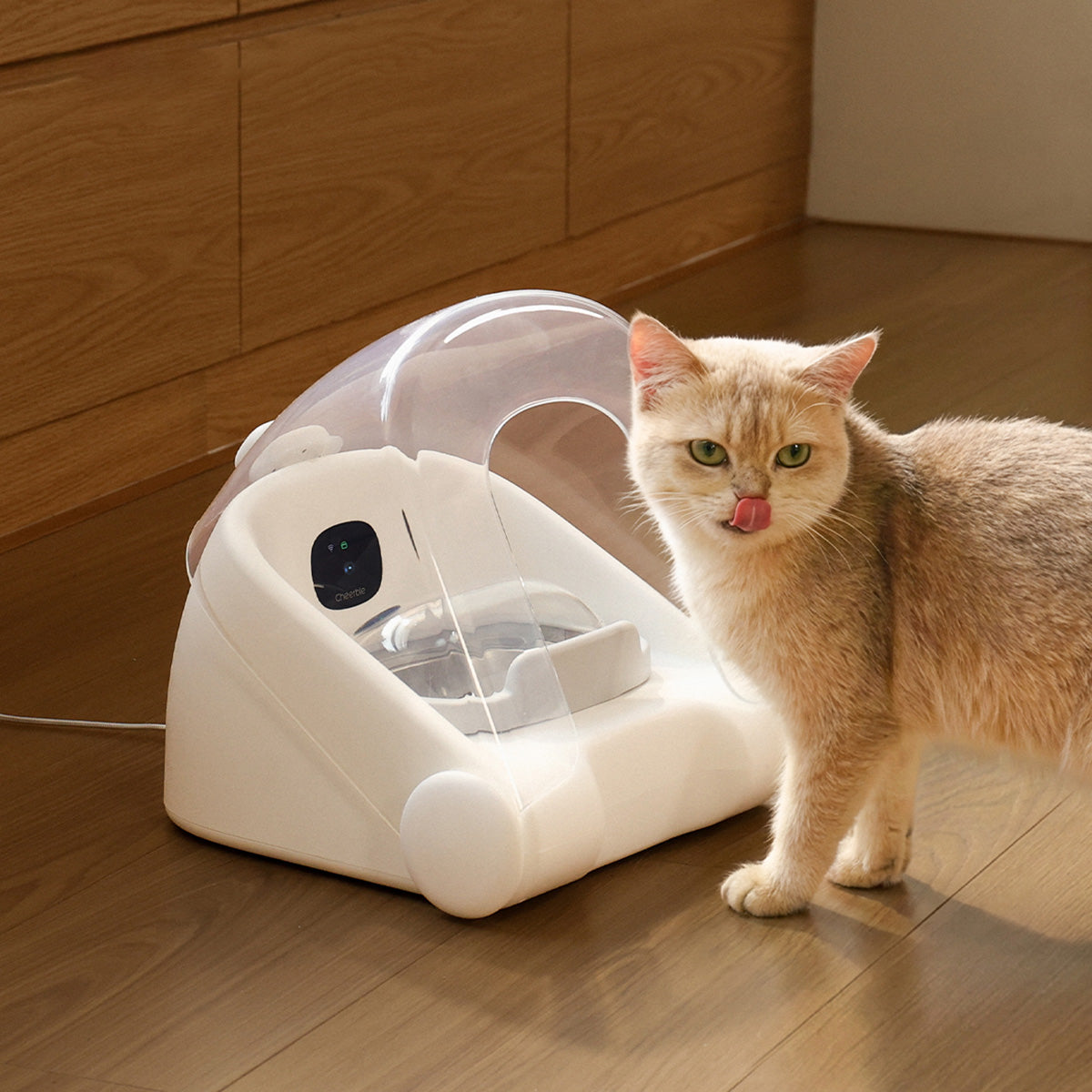 How to Choose the Best Automatic Cat Feeder for Your Pet