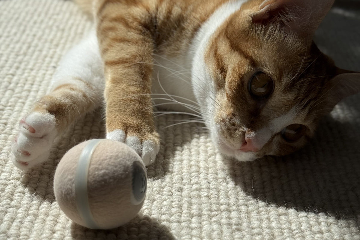 Are Automatic Cat Toys Safe? Materials and Battery Risks Explained