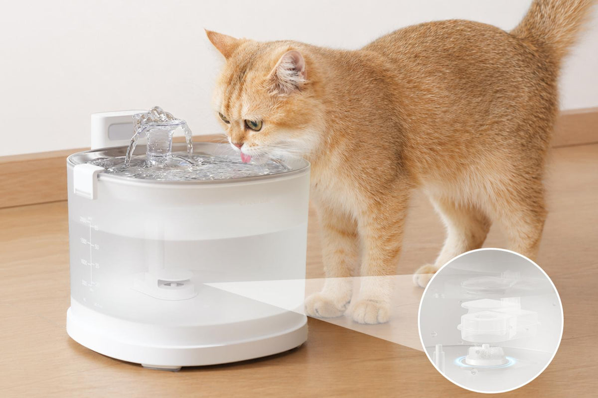 Pumpless Pet Fountain: What It Means and How It Works