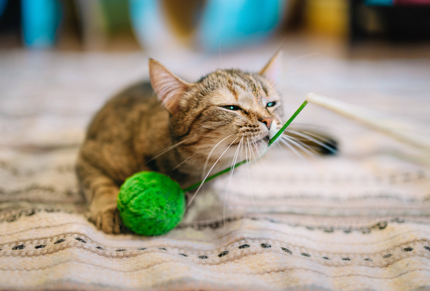 Your Guide to Engaging Pet Play with Eco-friendly Cat Toys