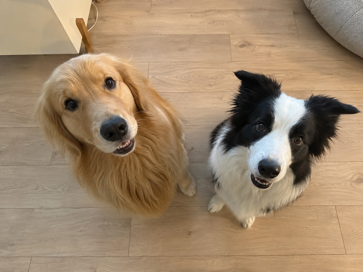 Multi-Dog Households: How to Prevent Toy-Related Resource Guarding