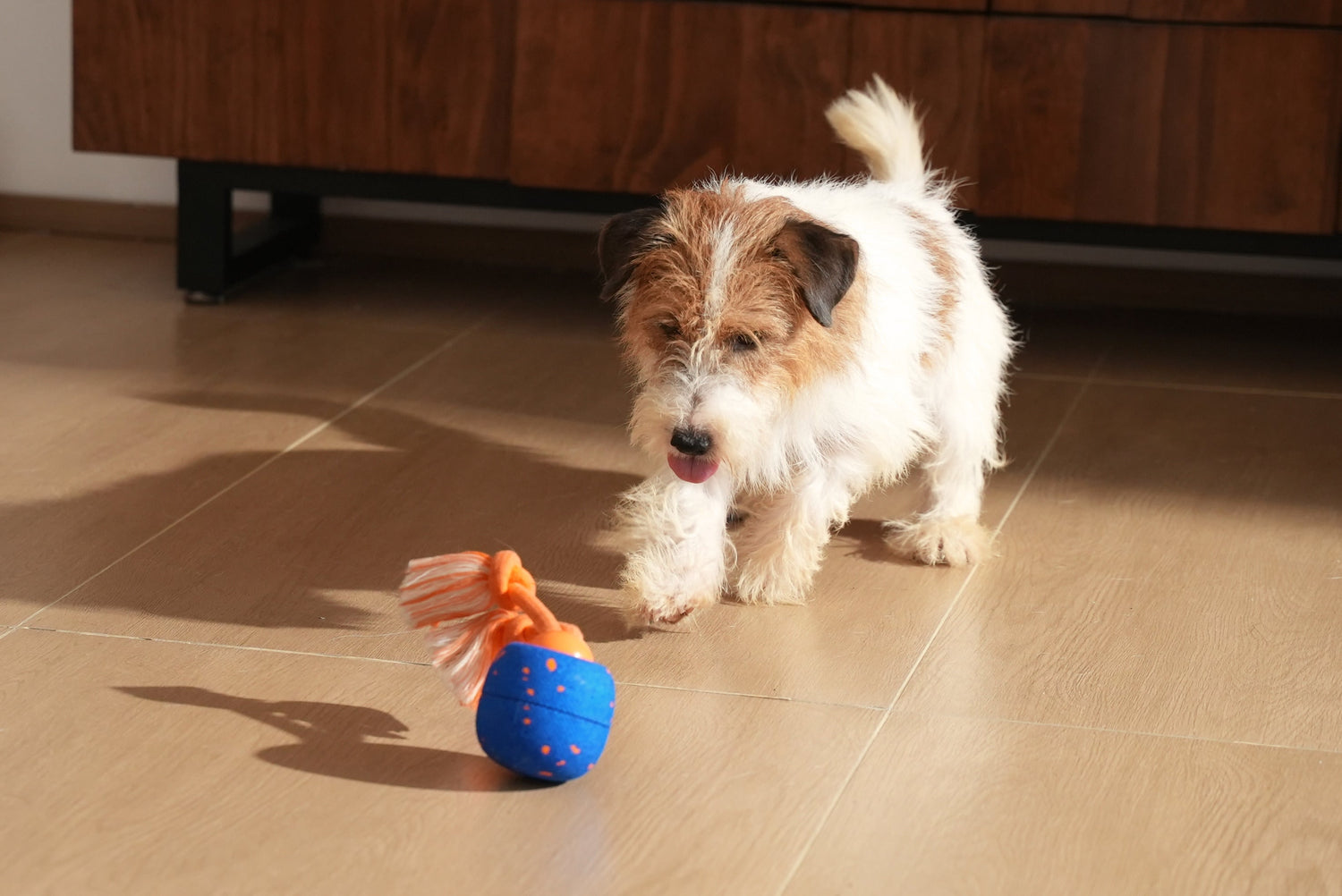 Keeping Older Pets Active with Smart Toys for Low Impact Play