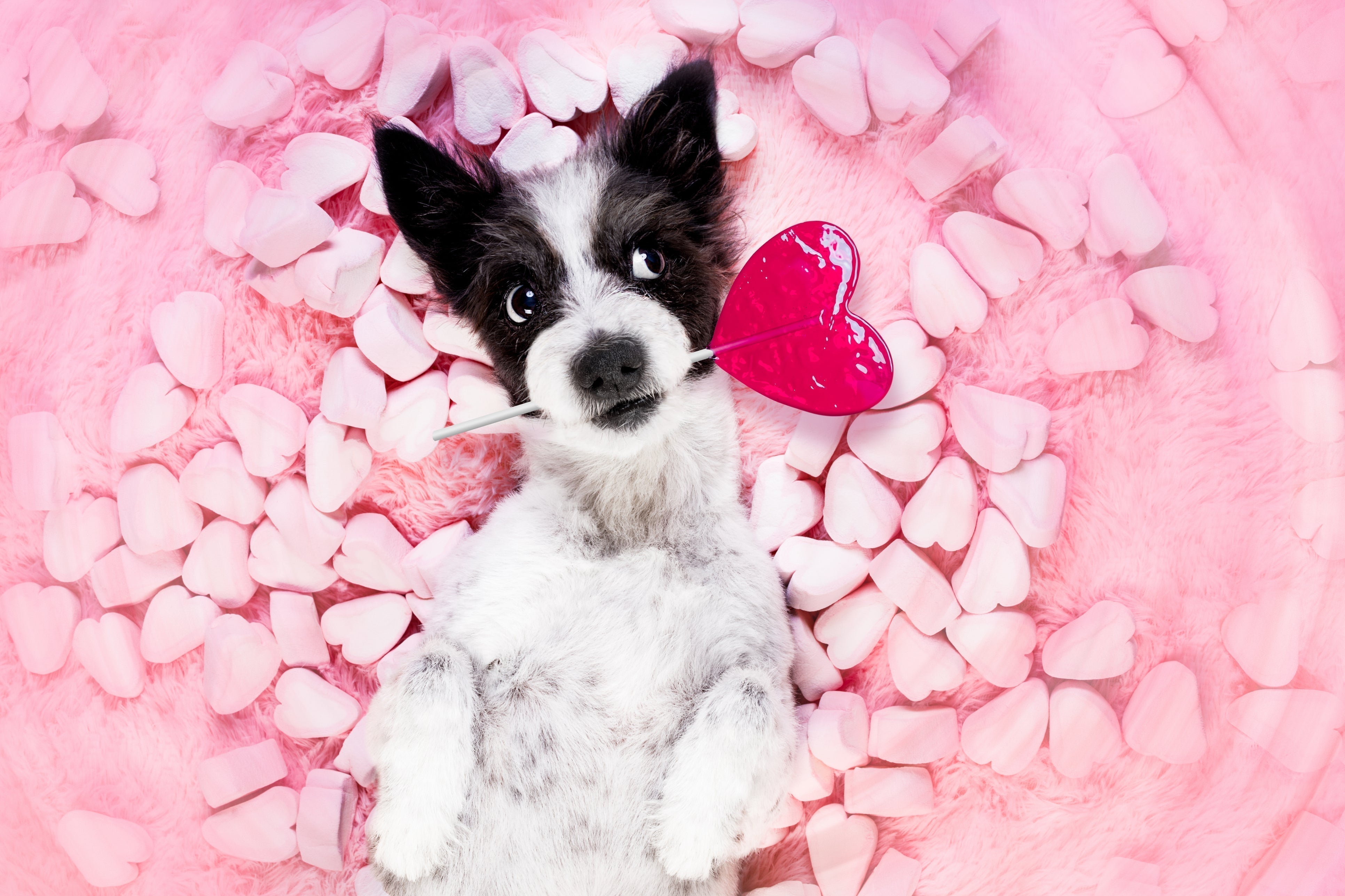 Valentine’s Day Gift Guide: Best Fun Toys for Every Dog