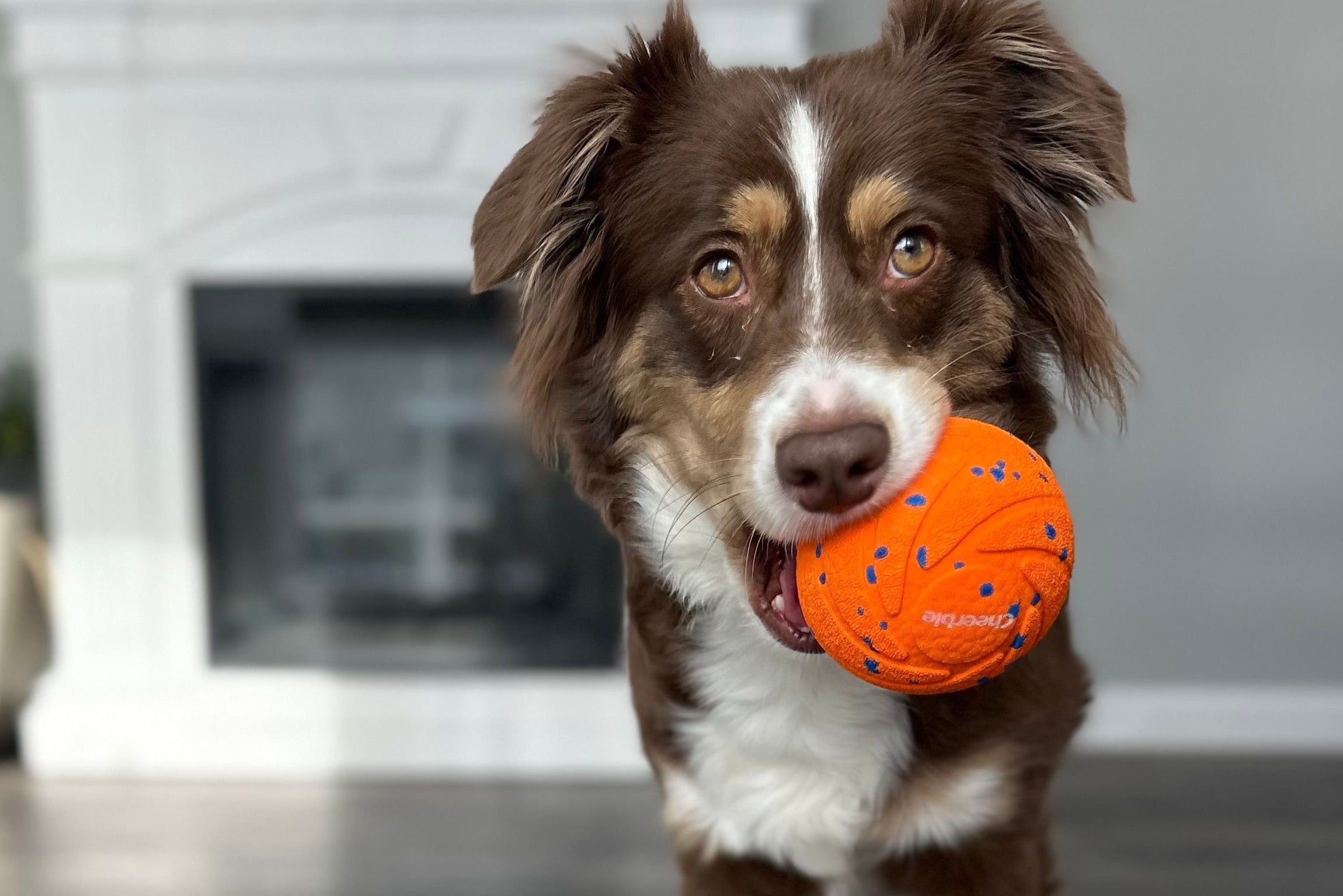 Wicked Ball Comparison: Which Cheerble Ball Is Right for Your Pet?