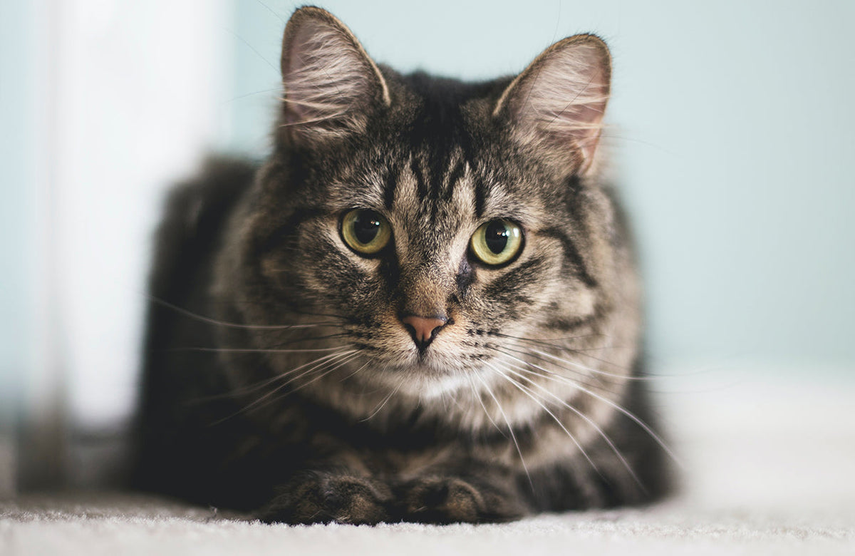 Long-haired tabby cat resting indoors
