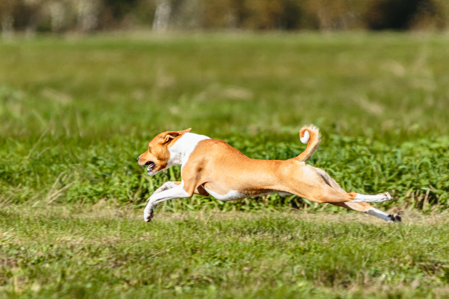 Dog Exercise;muscle