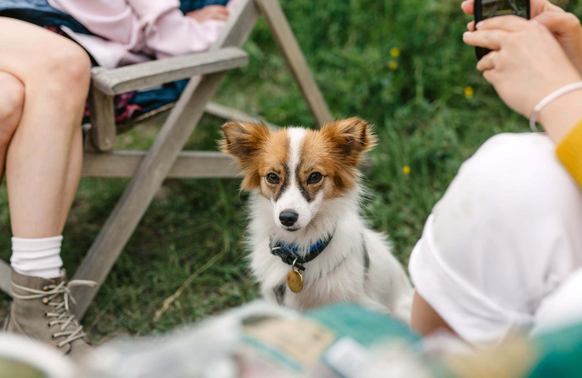 cómo puedo traer a mi perro de japón a estados unidos