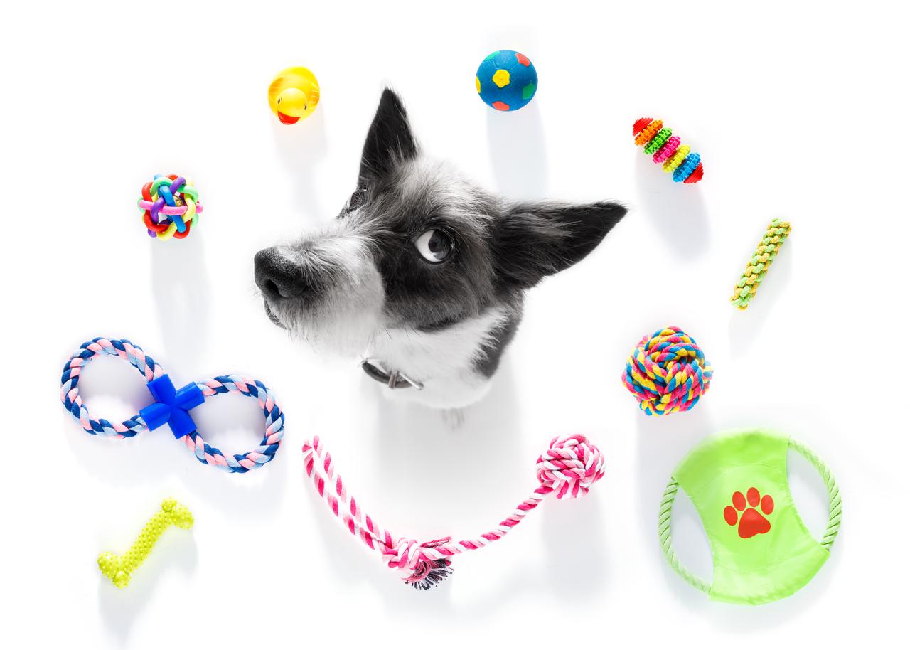 Top Sustainable Dog Toys for Your Furry Friends